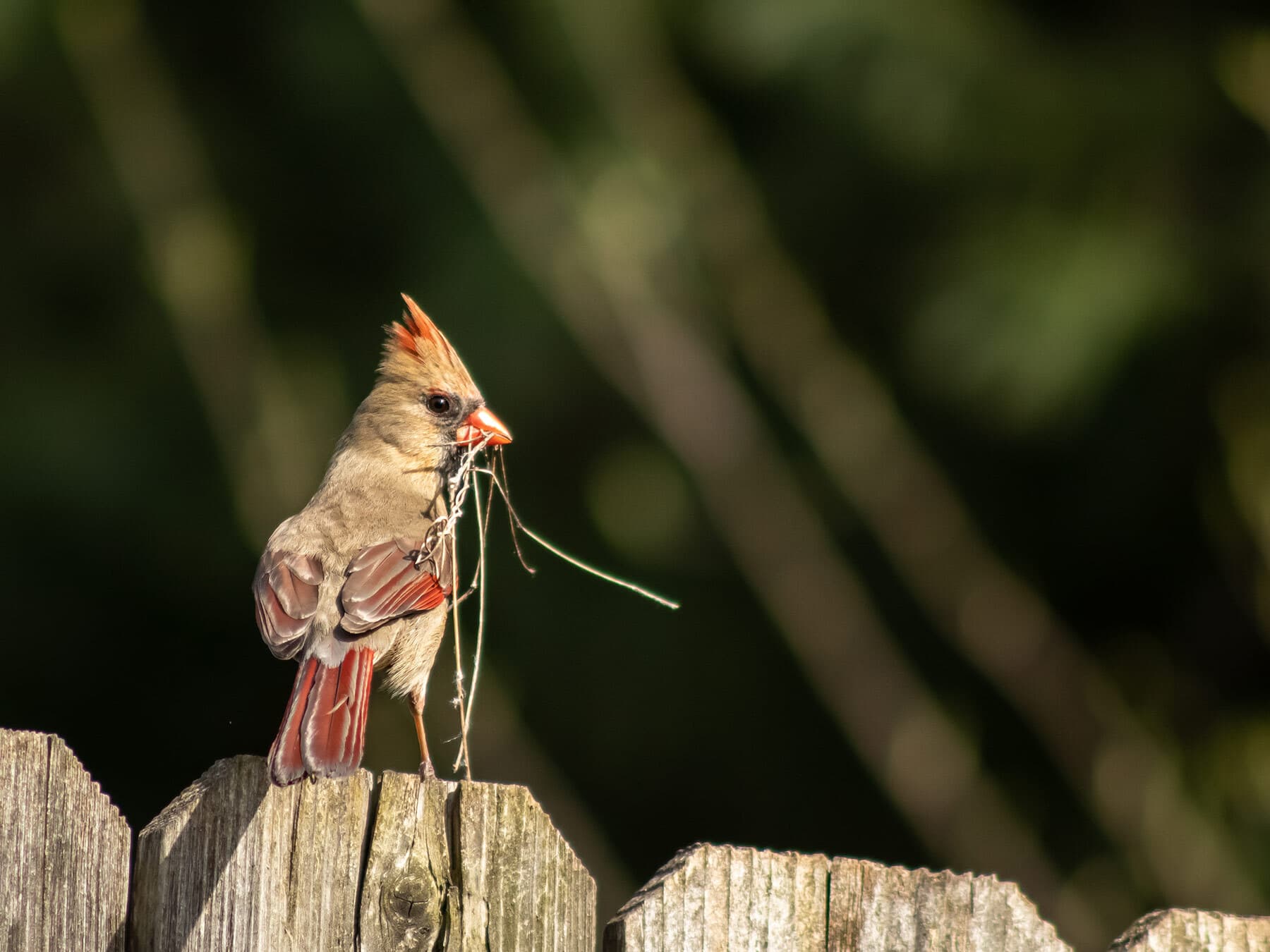 Northern cardinal gathering nesting