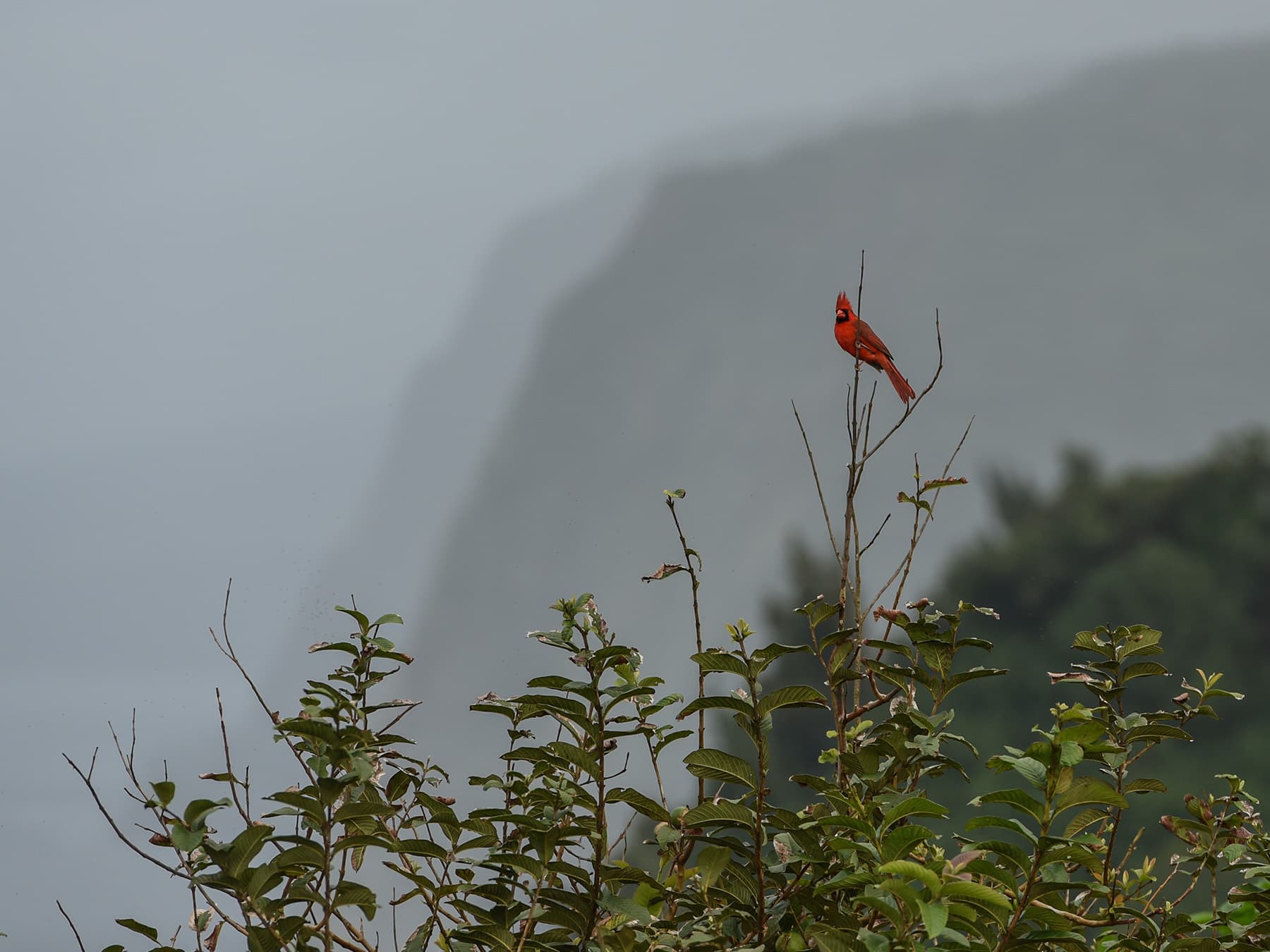 Northern cardinal hawaii