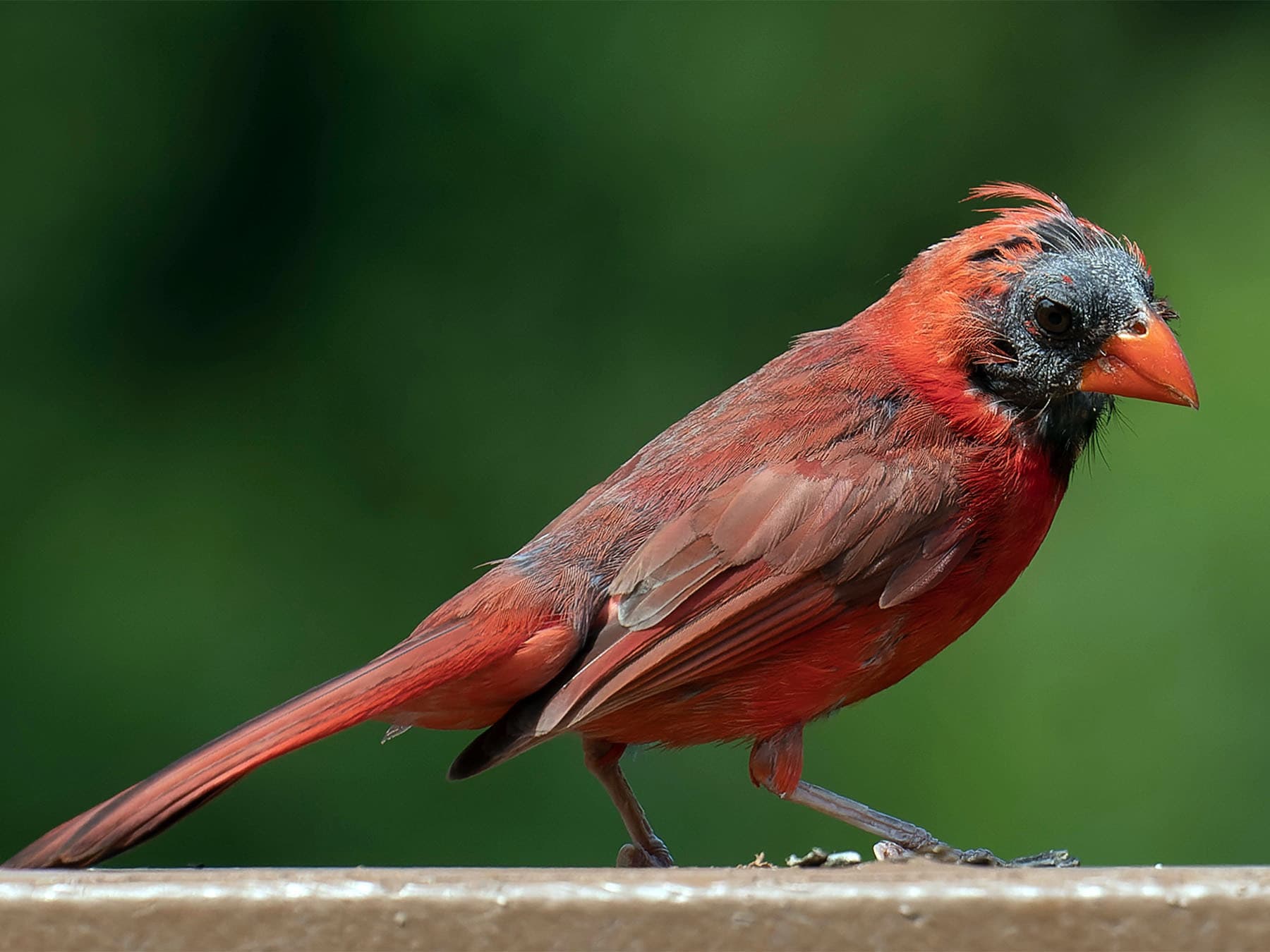 A male cardinal with a bald, dark-skinned head during molt