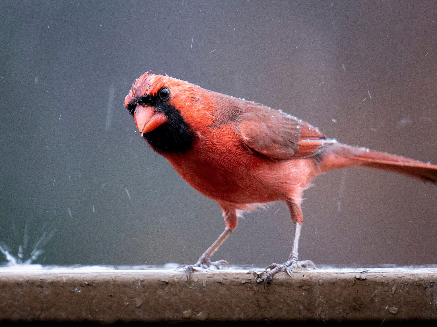 Northern cardinal in rain