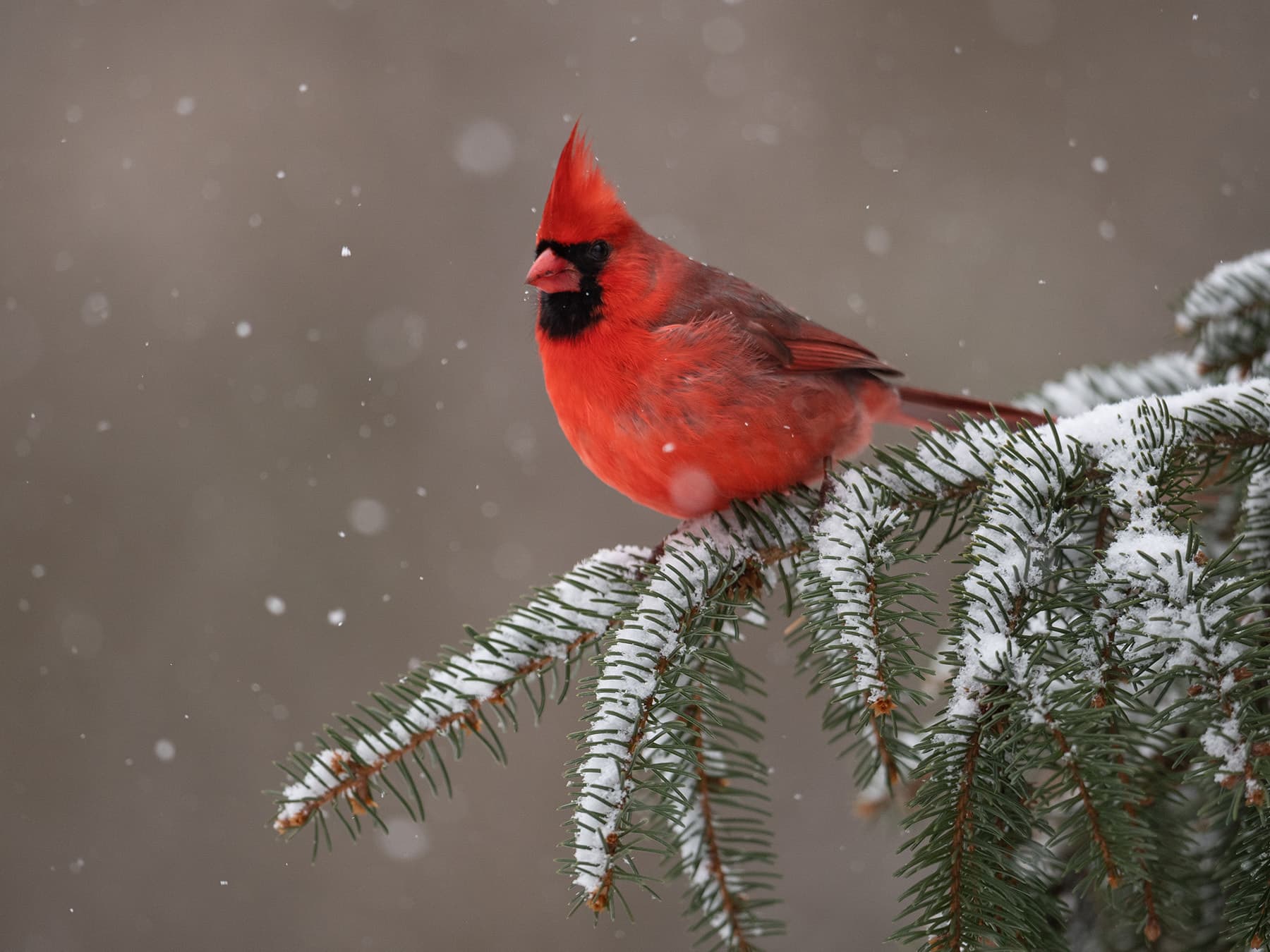 Northern cardinal in the snow