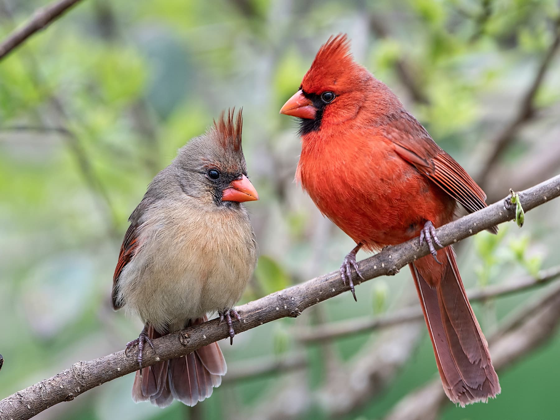 Northern cardinal male and female perched on branch