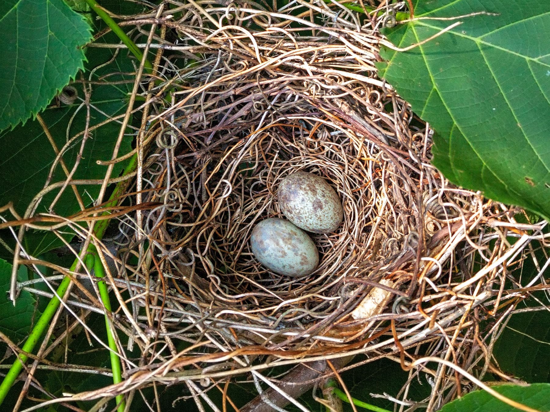 Northern cardinal nest with two eggs