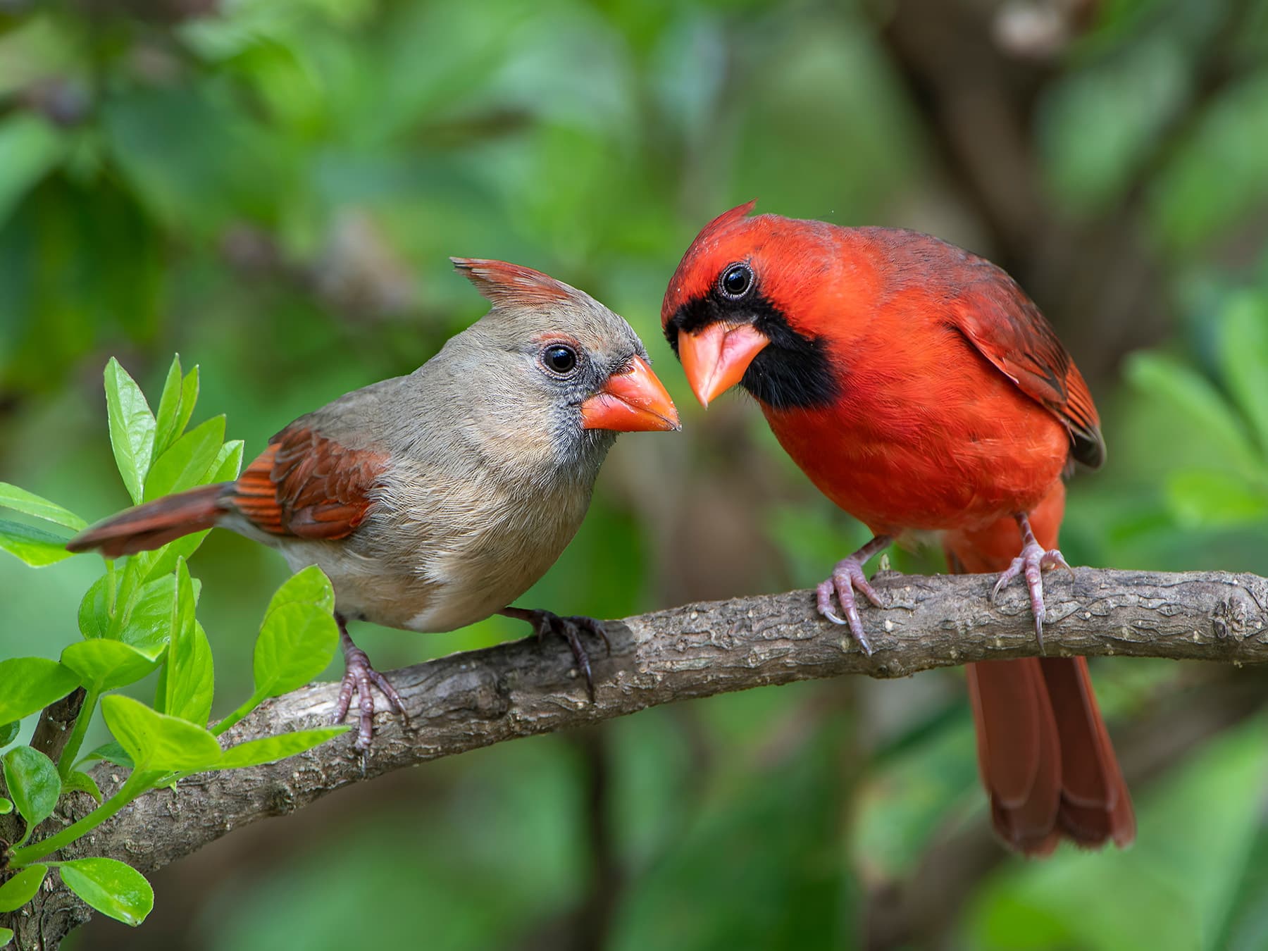 Northern cardinal nesting pair