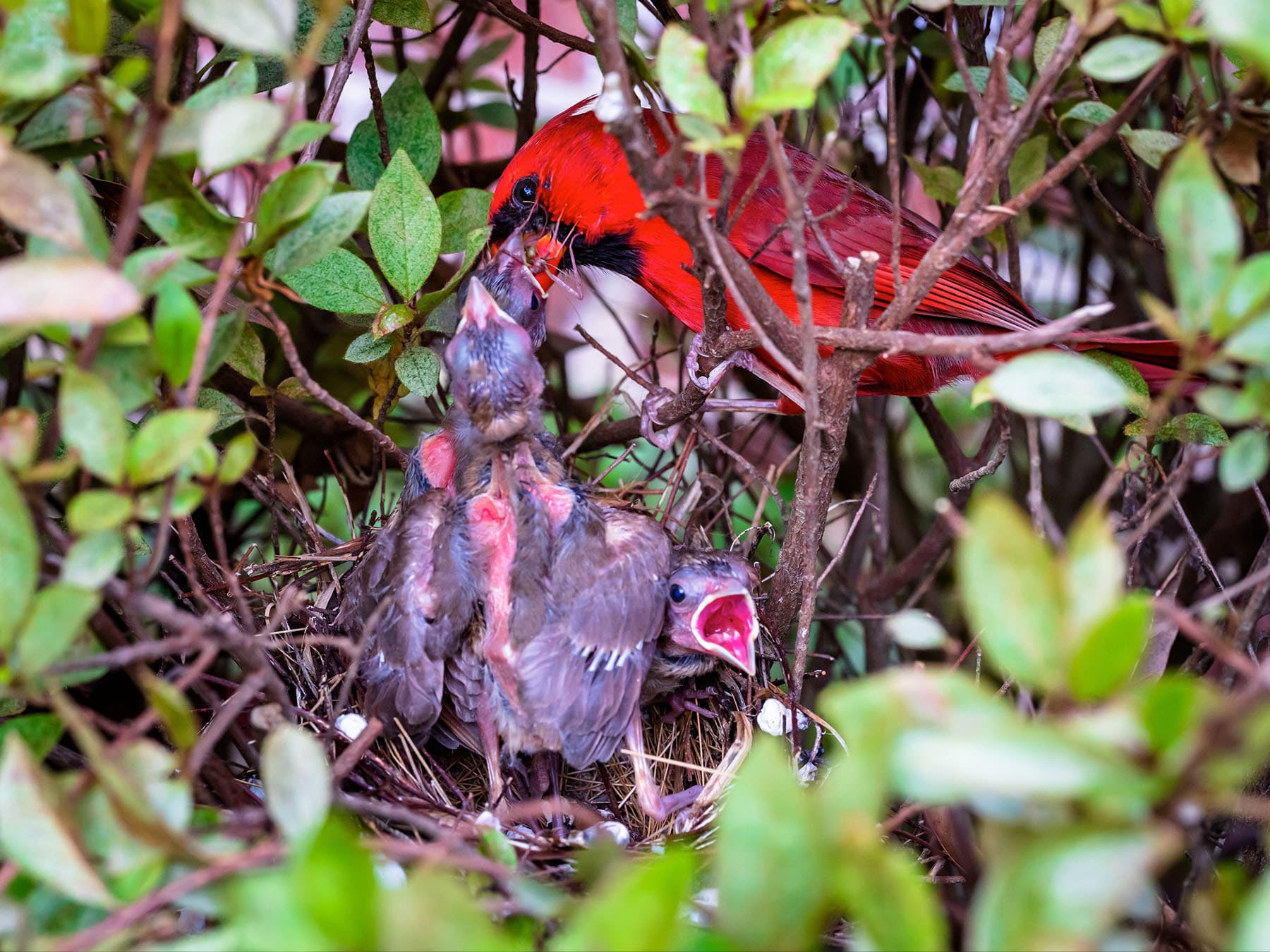 A male cardinal feeding older nestlings, their feathers growing in