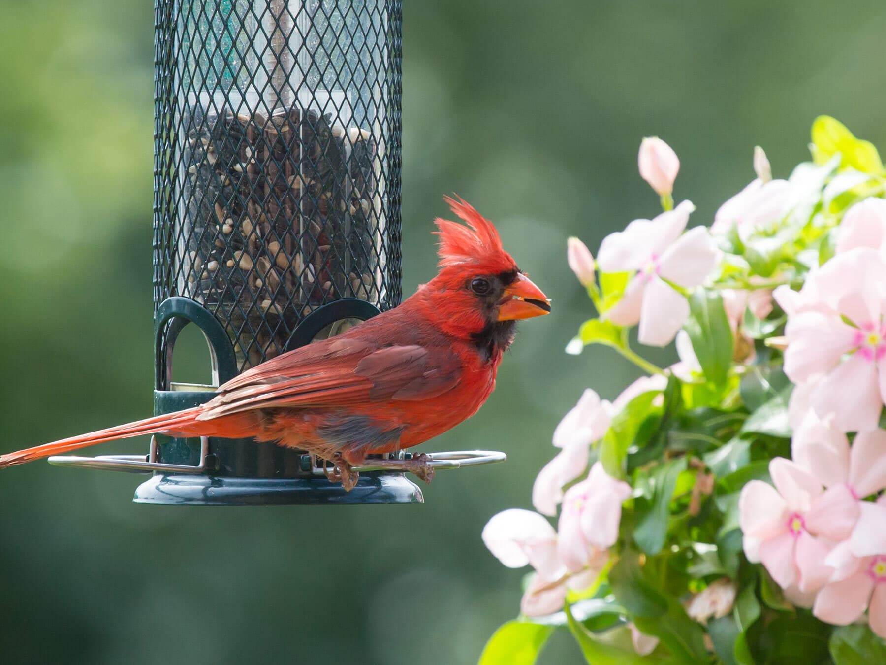 A male cardinal at a tube feeder beside pink flowers