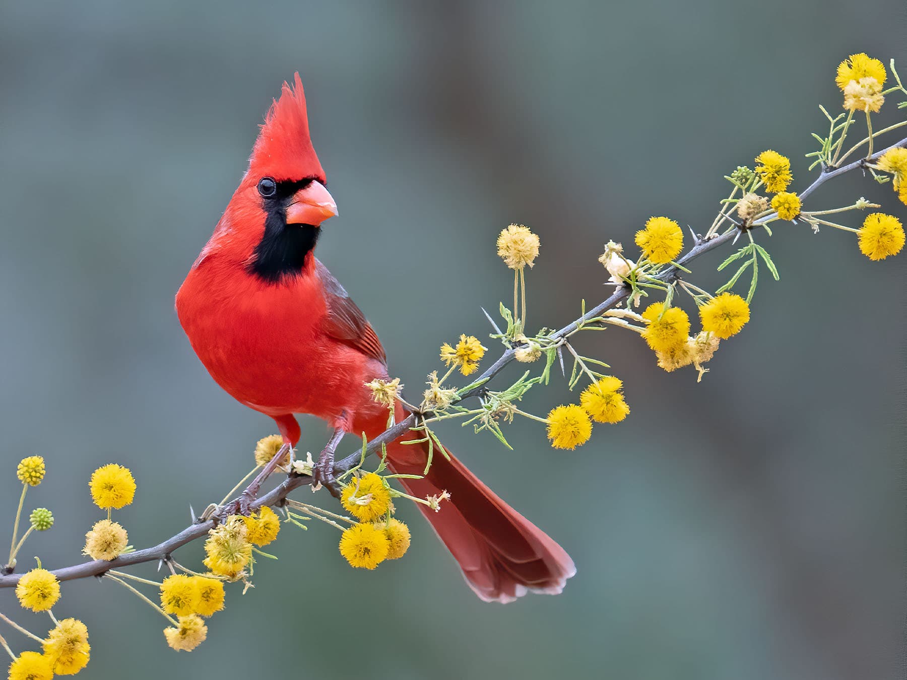 Northern cardinal perching on branch