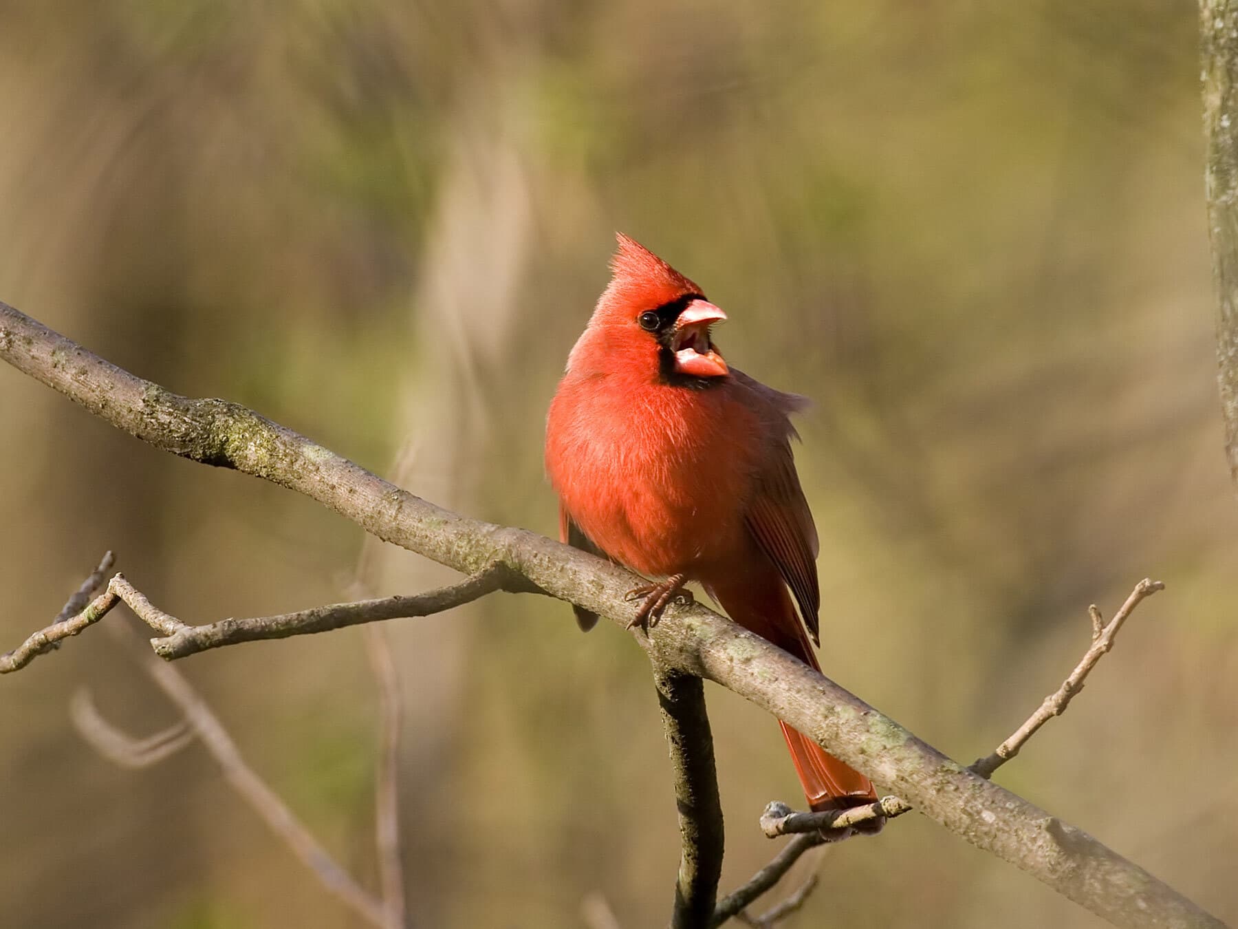 A male cardinal singing from a branch