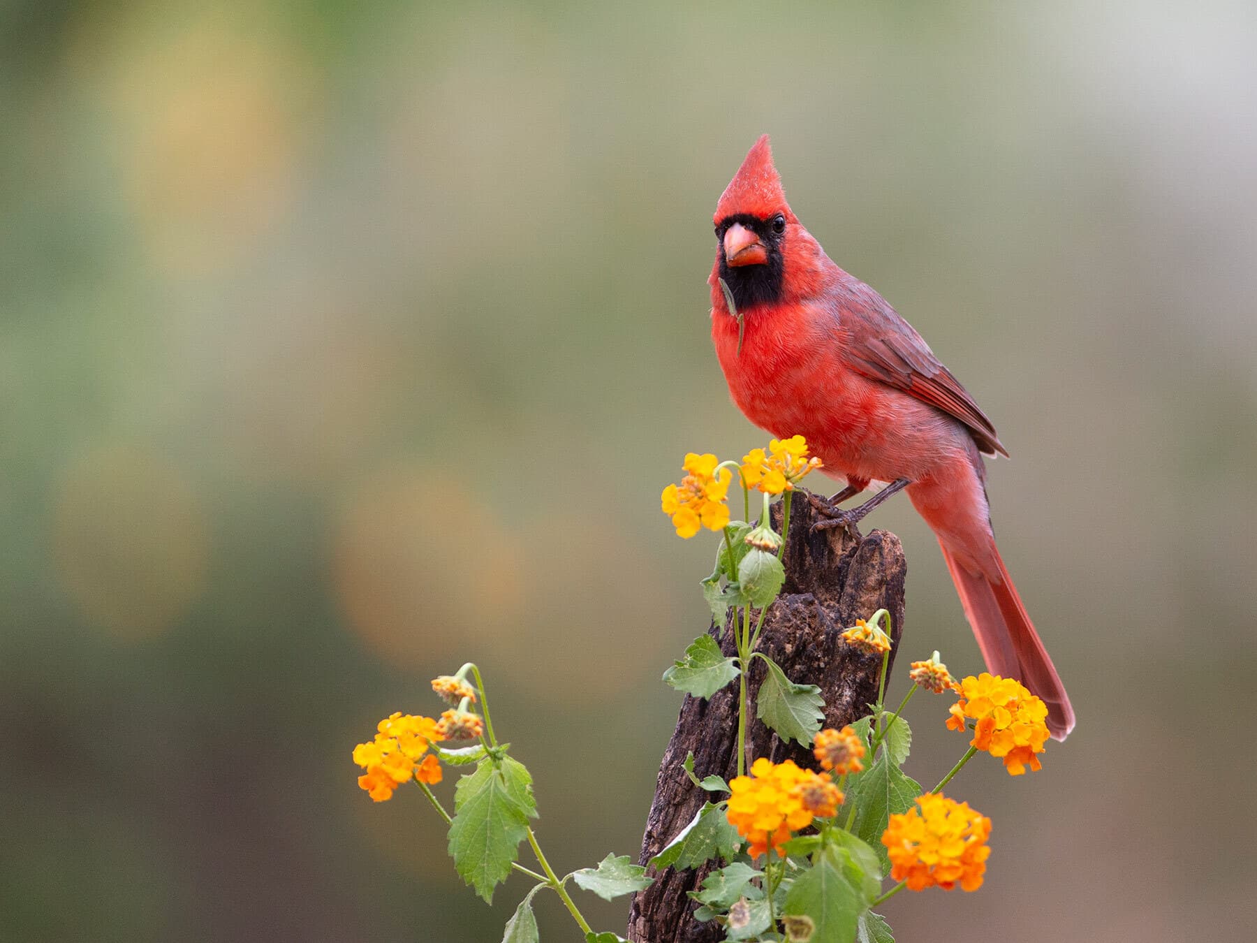Northern cardinal southern texas