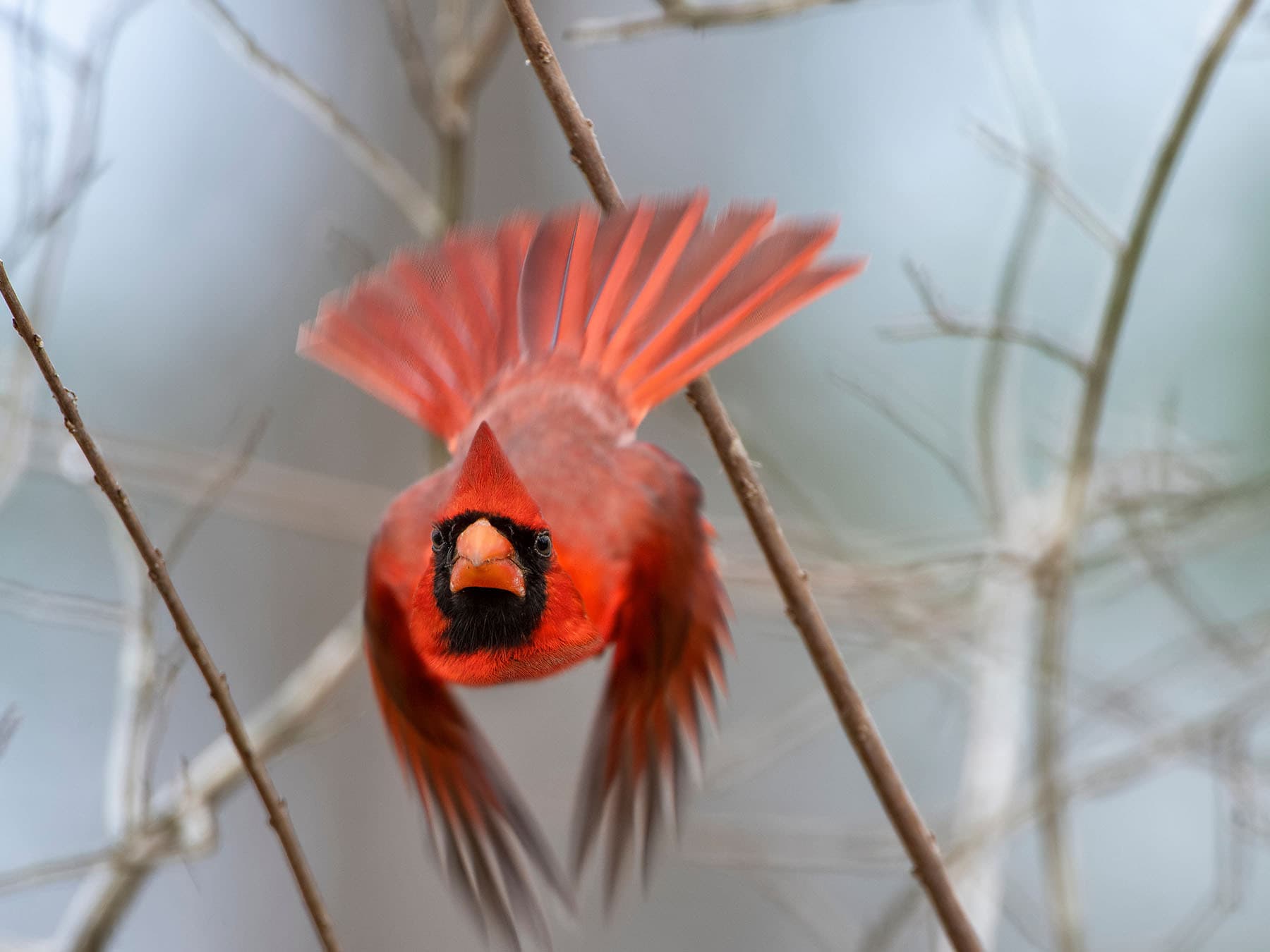 Northern cardinal taking off