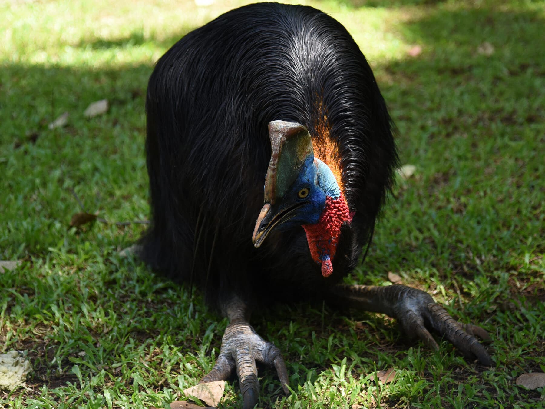 Northern cassowary sat