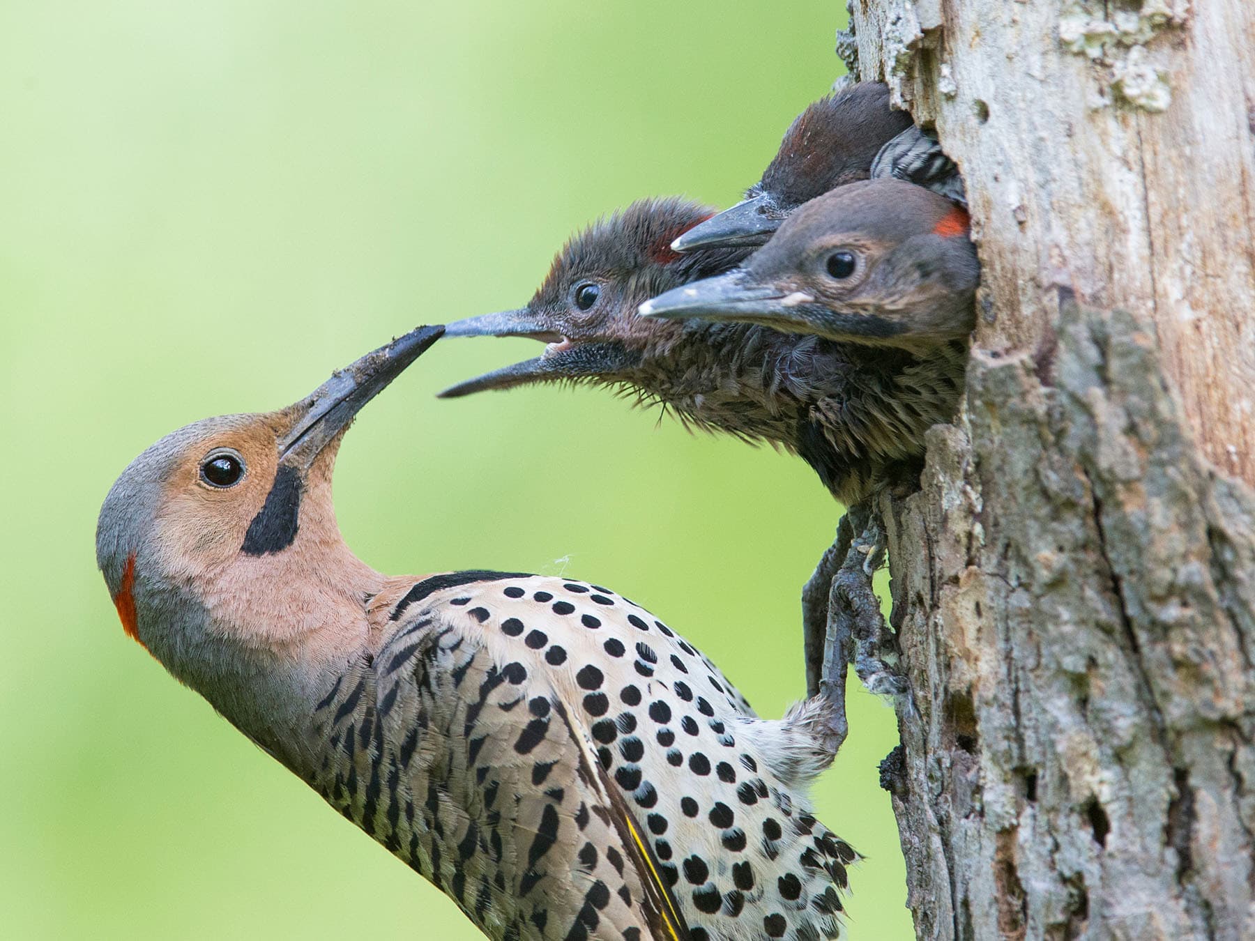 Northern flicker chick close