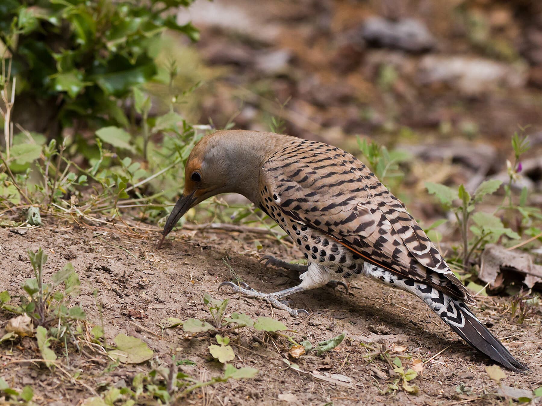 Northern flicker eating ants
