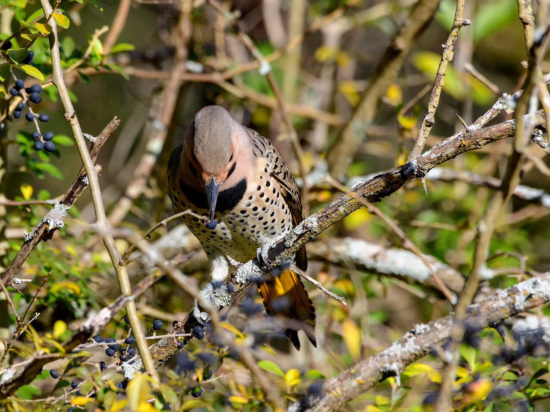 Northern flicker eating berries