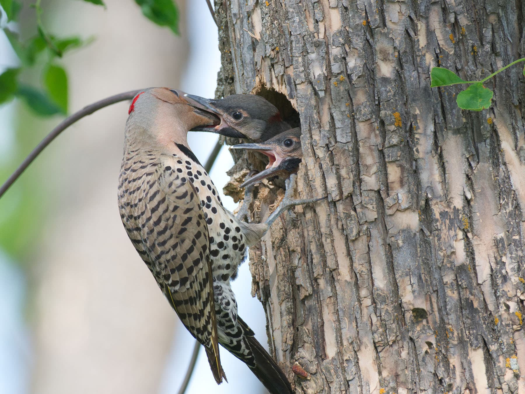 Northern flicker feeding chicks