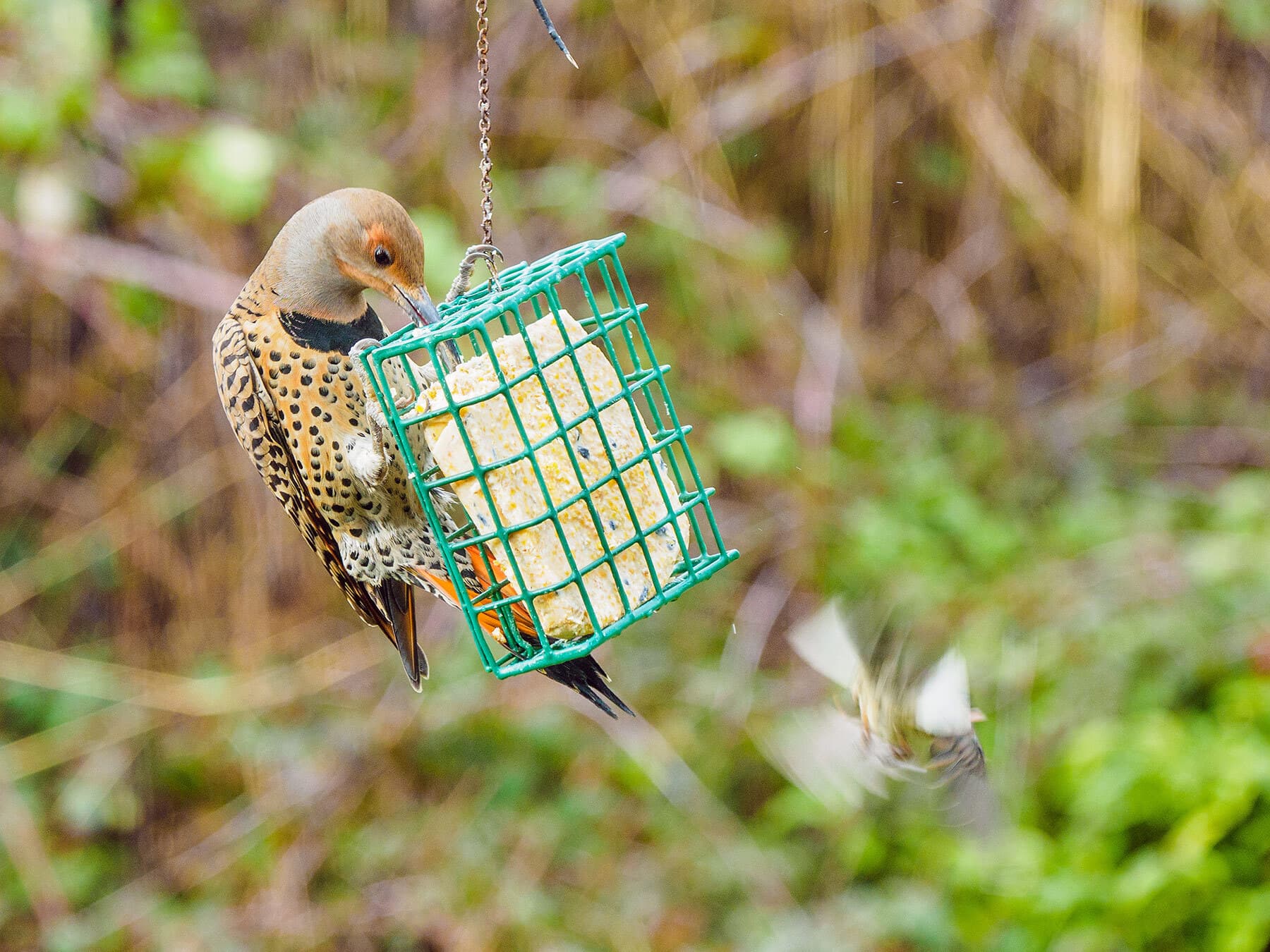 Northern flicker feeding on suet