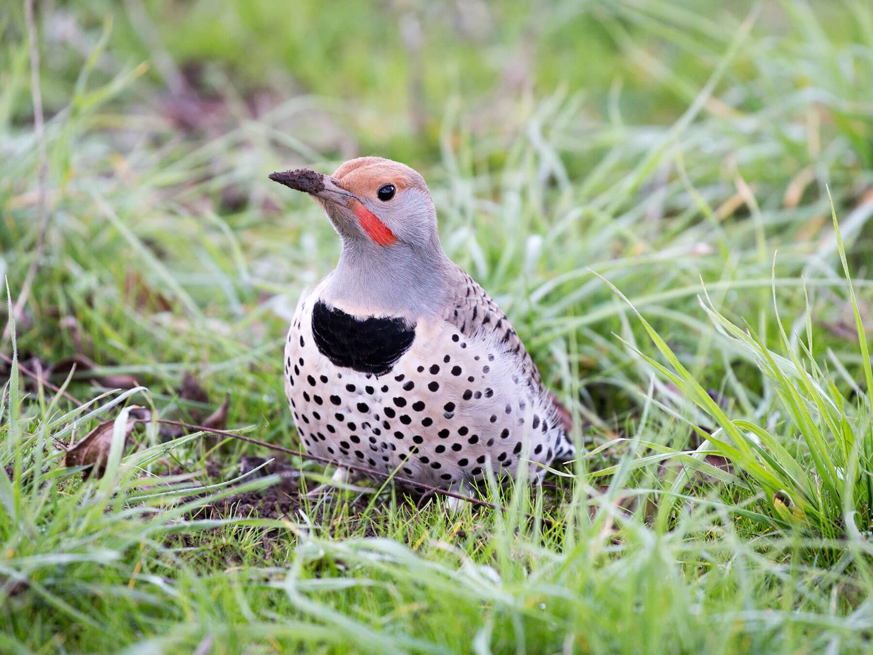 Northern flicker feeding