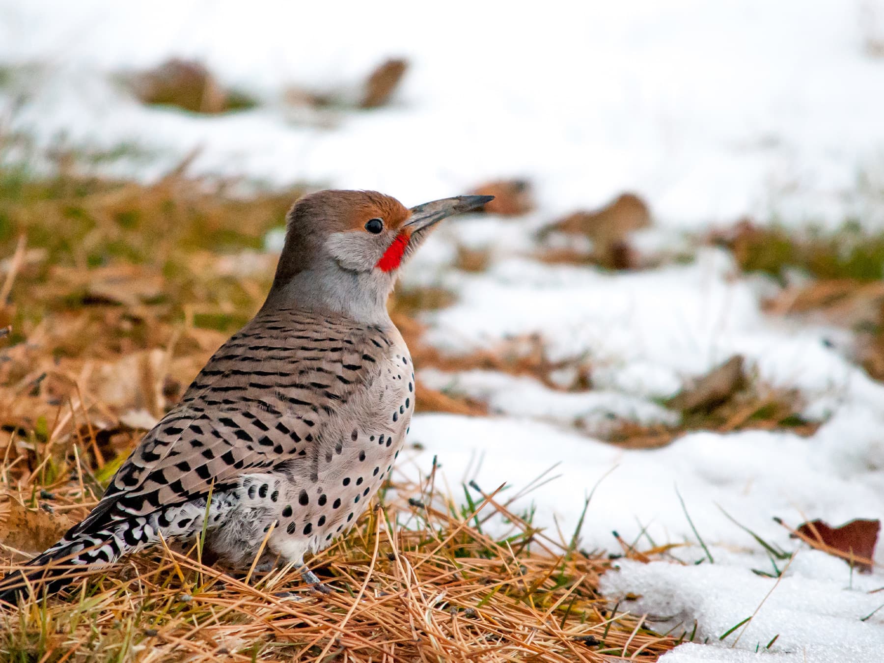 Northern flicker foraging during winter