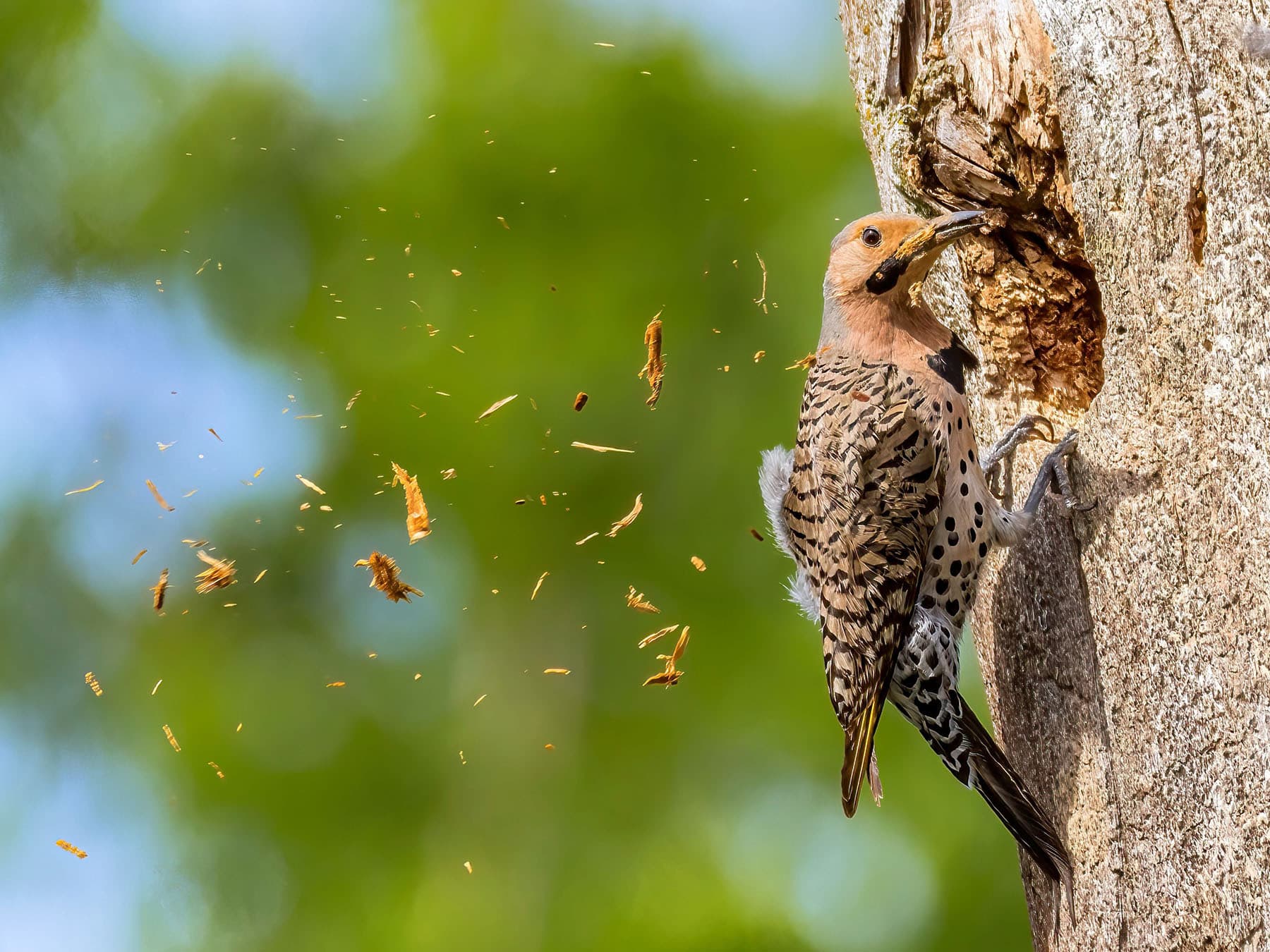 Northern flicker nest construction