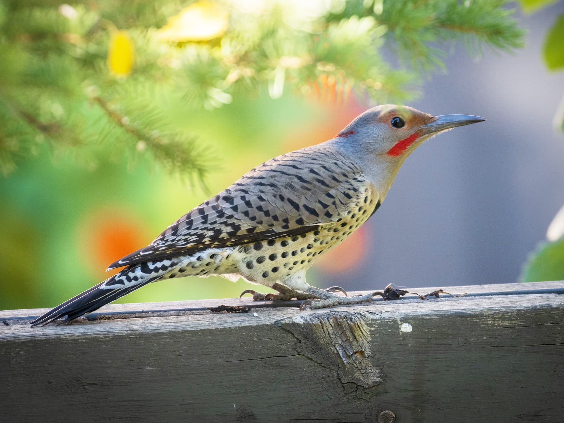 Northern flicker on wooden handrail