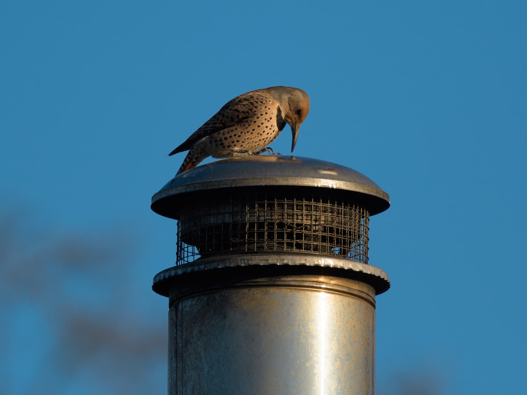 Northern flicker pecking on metal chimney