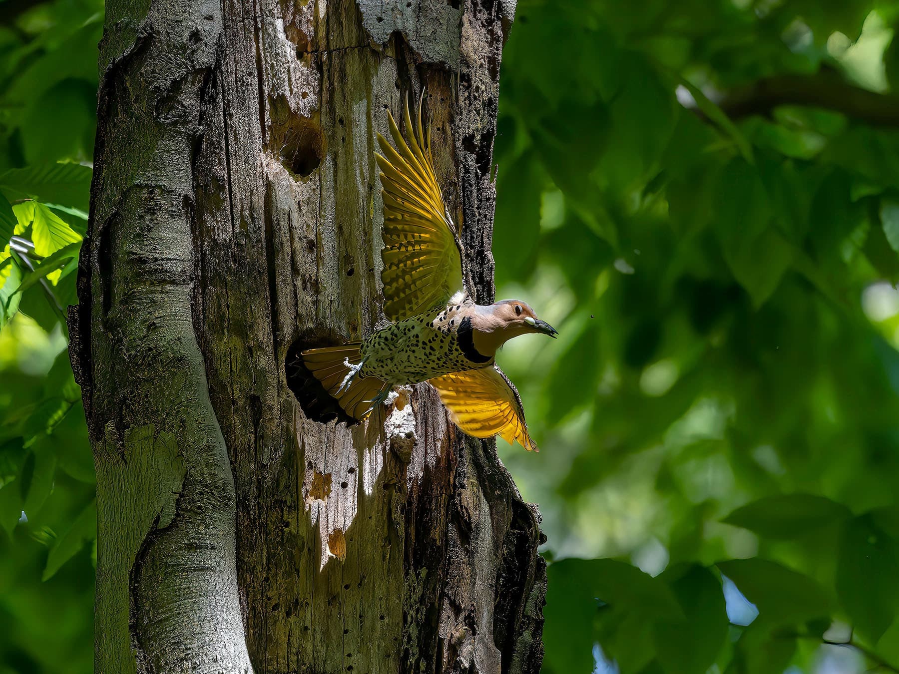Northern flicker removing fecal sac
