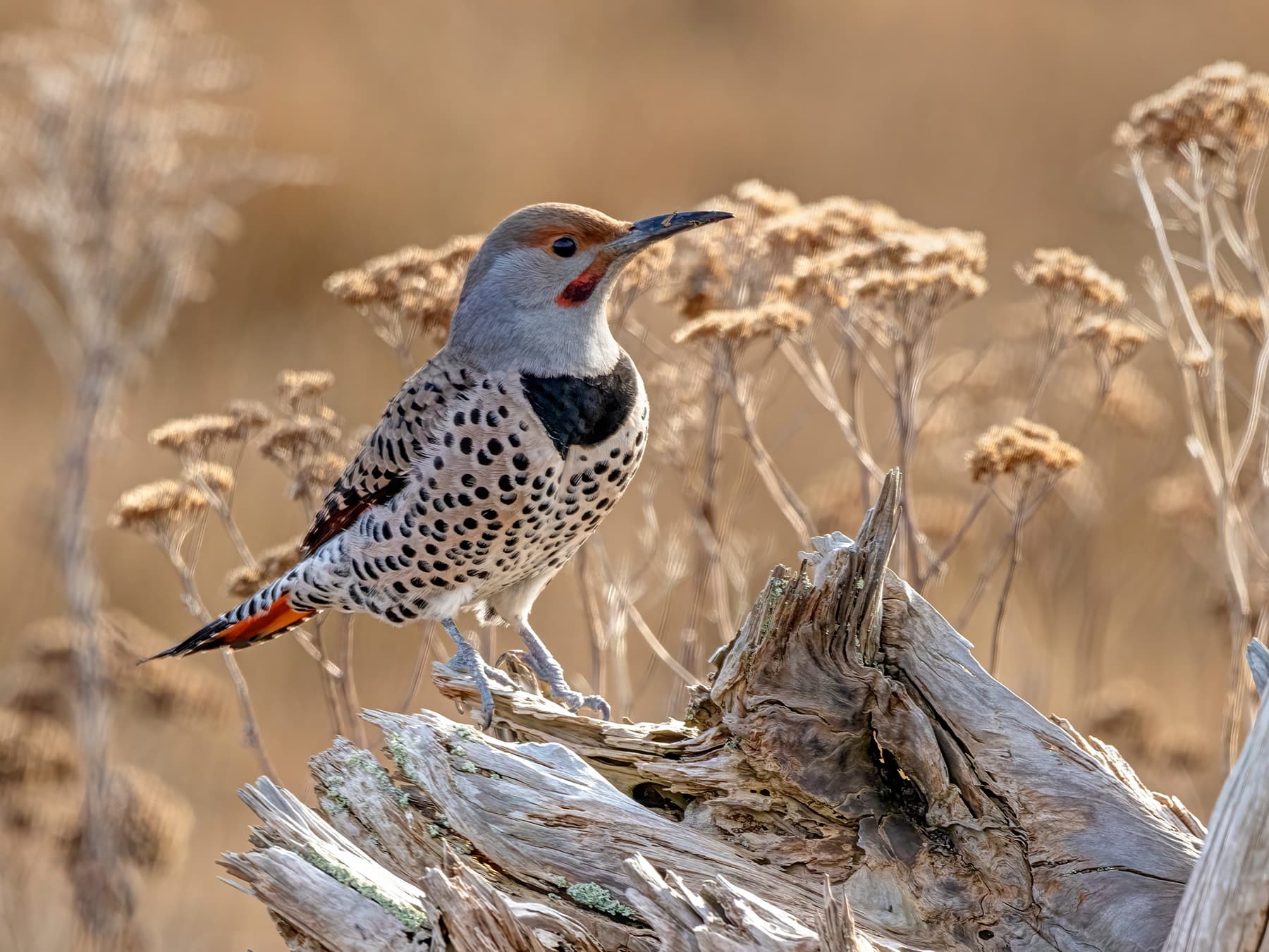Northern flicker resting on dead tree