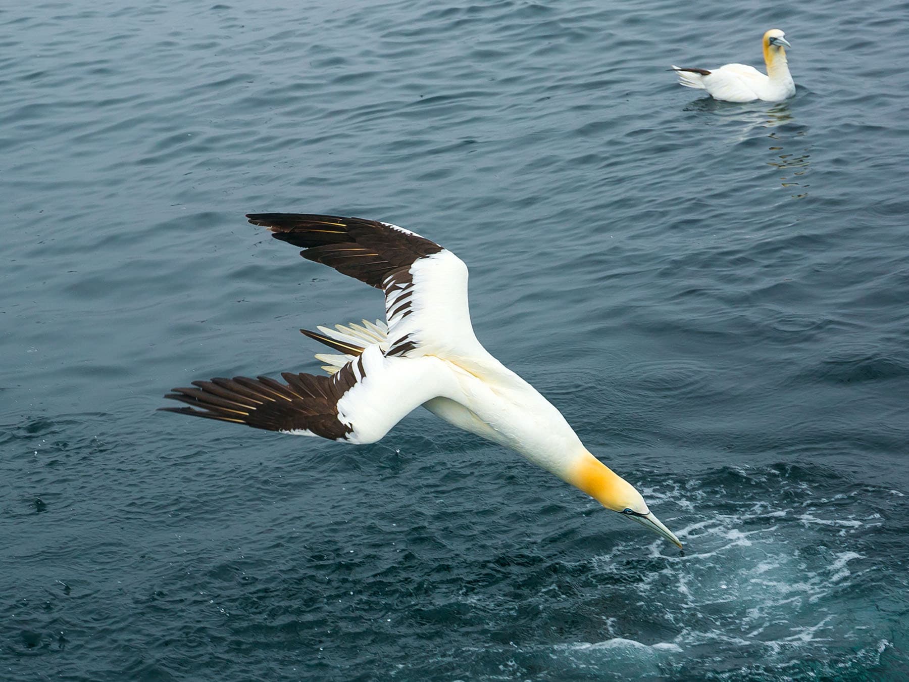 Northern gannet diving into sea