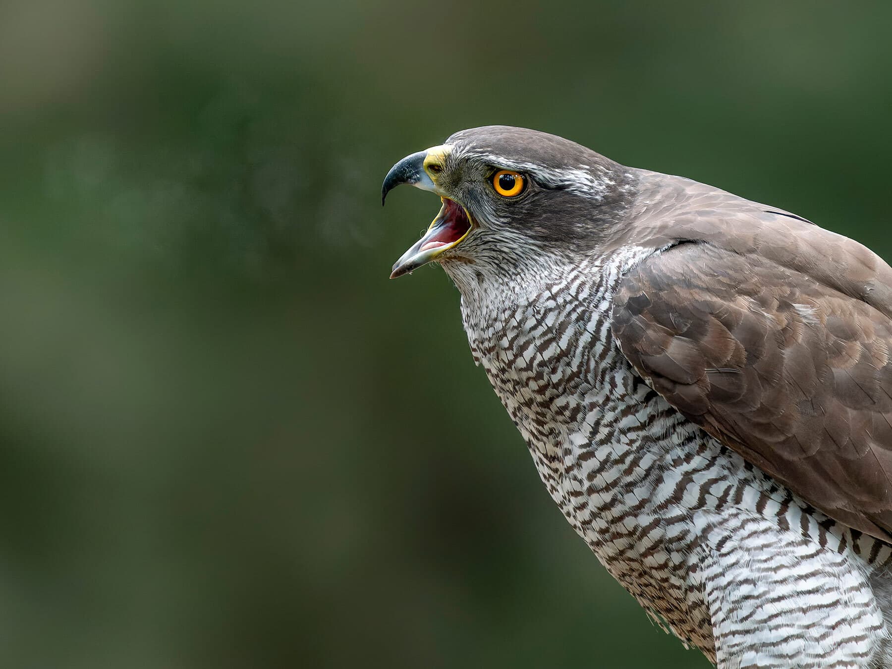 Northern goshawk breathing