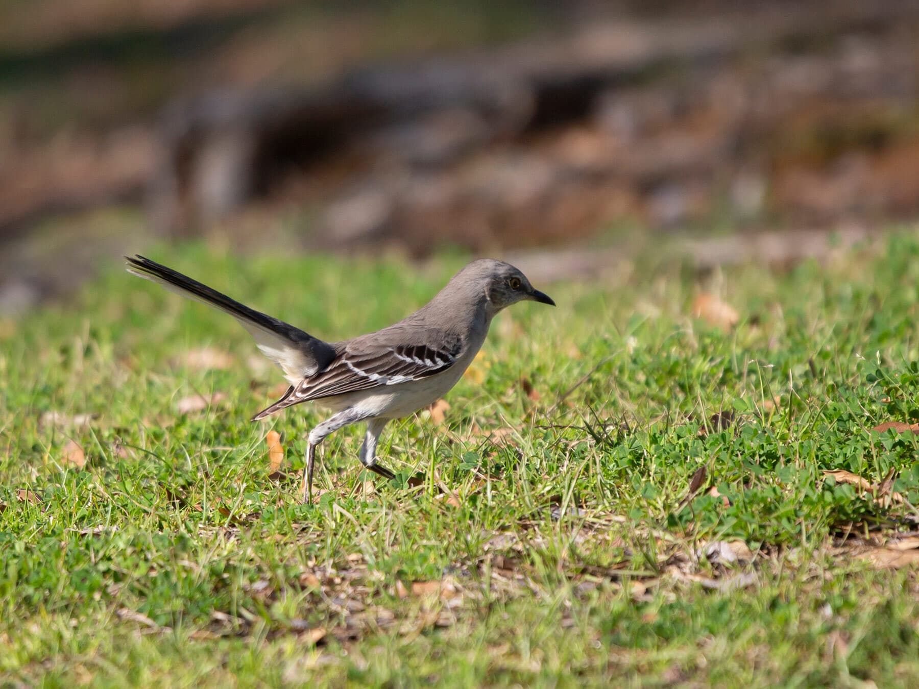 Northern mockingbird foraging