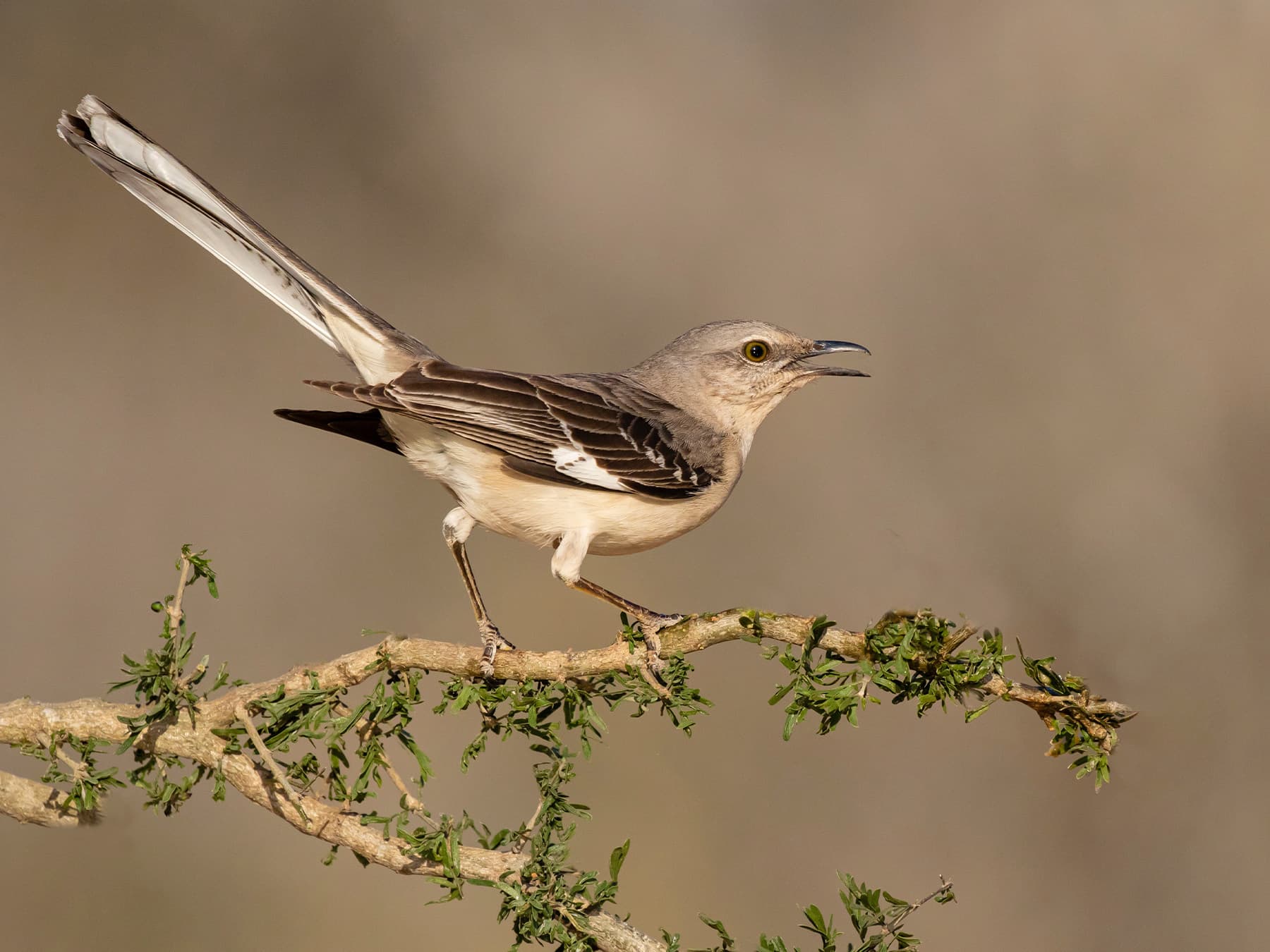 Northern mockingbird in song