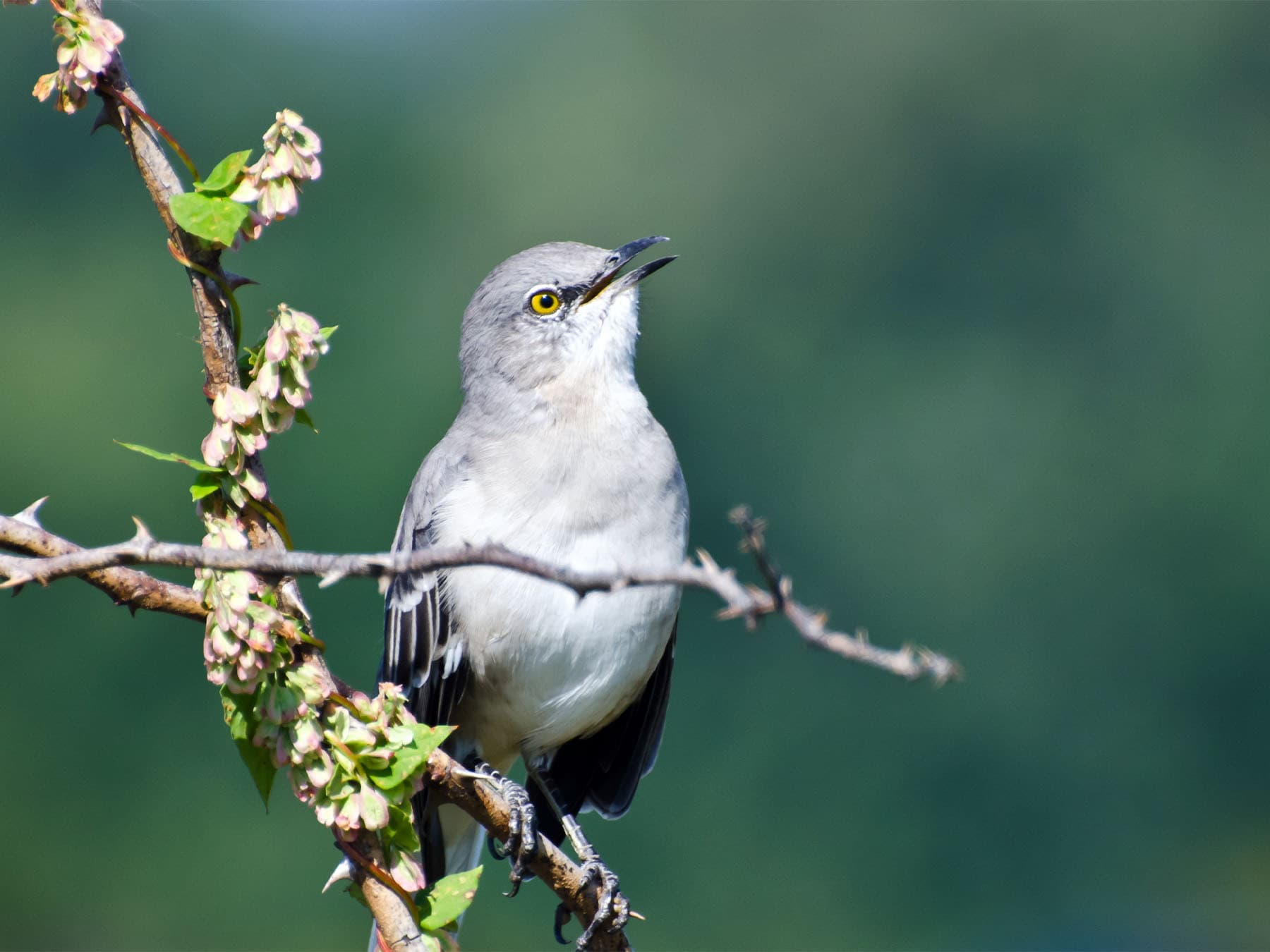 Northern mockingbird singing