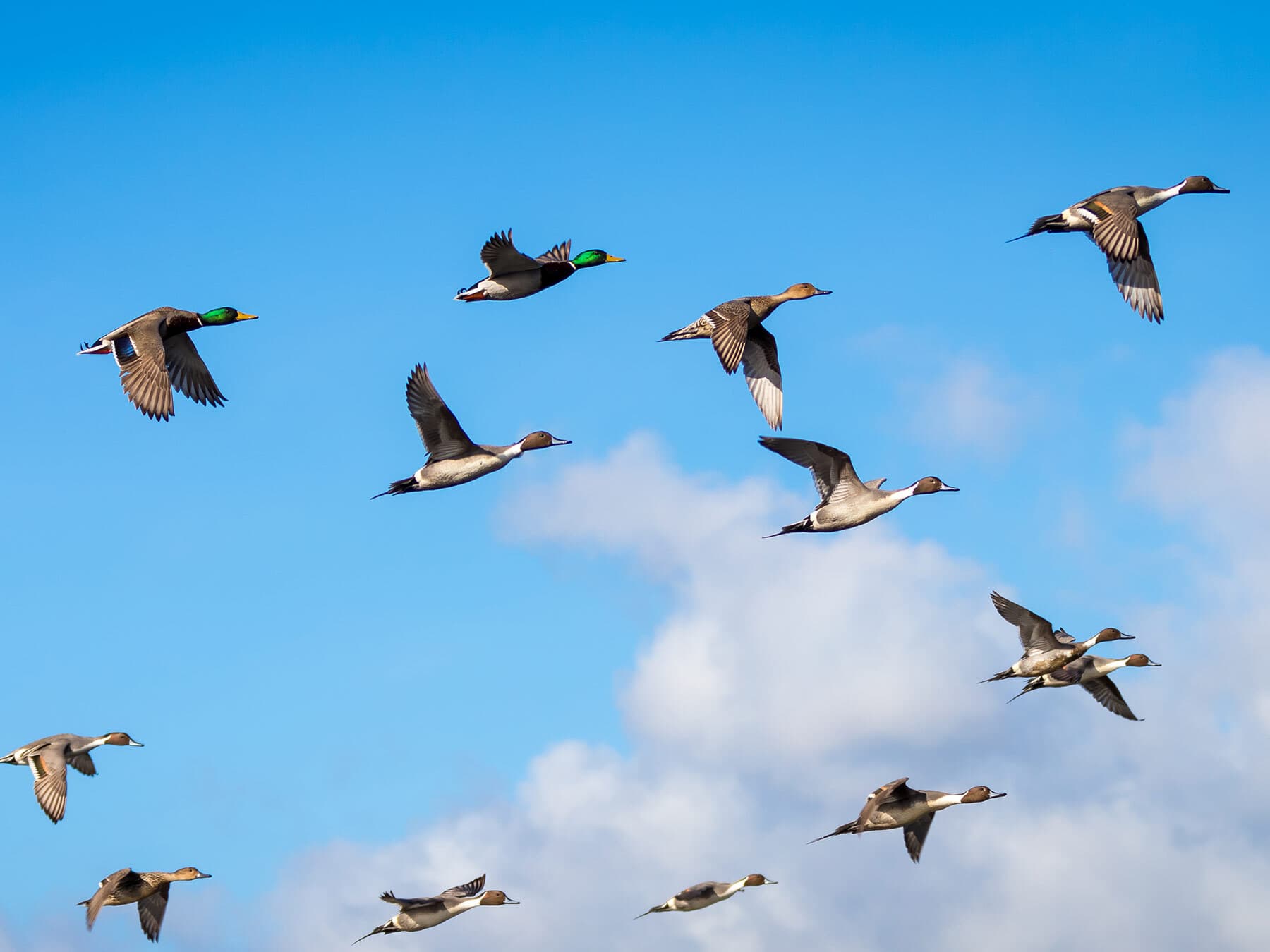 Northern pintail and mallard migration