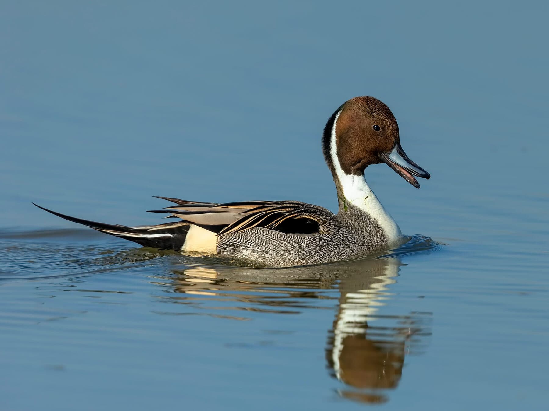 Northern pintail swimming