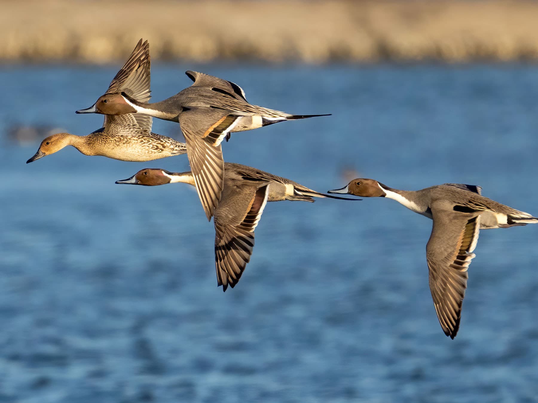 Northern pintails flock in flight over nature reserve