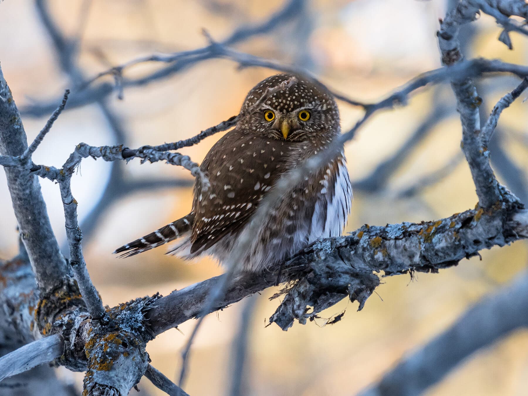 Northern pygmy owl