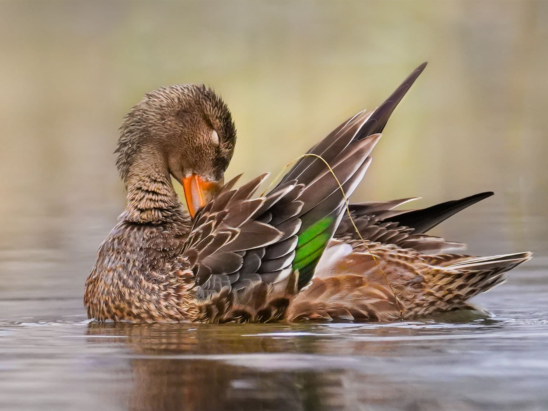 Northern shoveler in pond preening itself