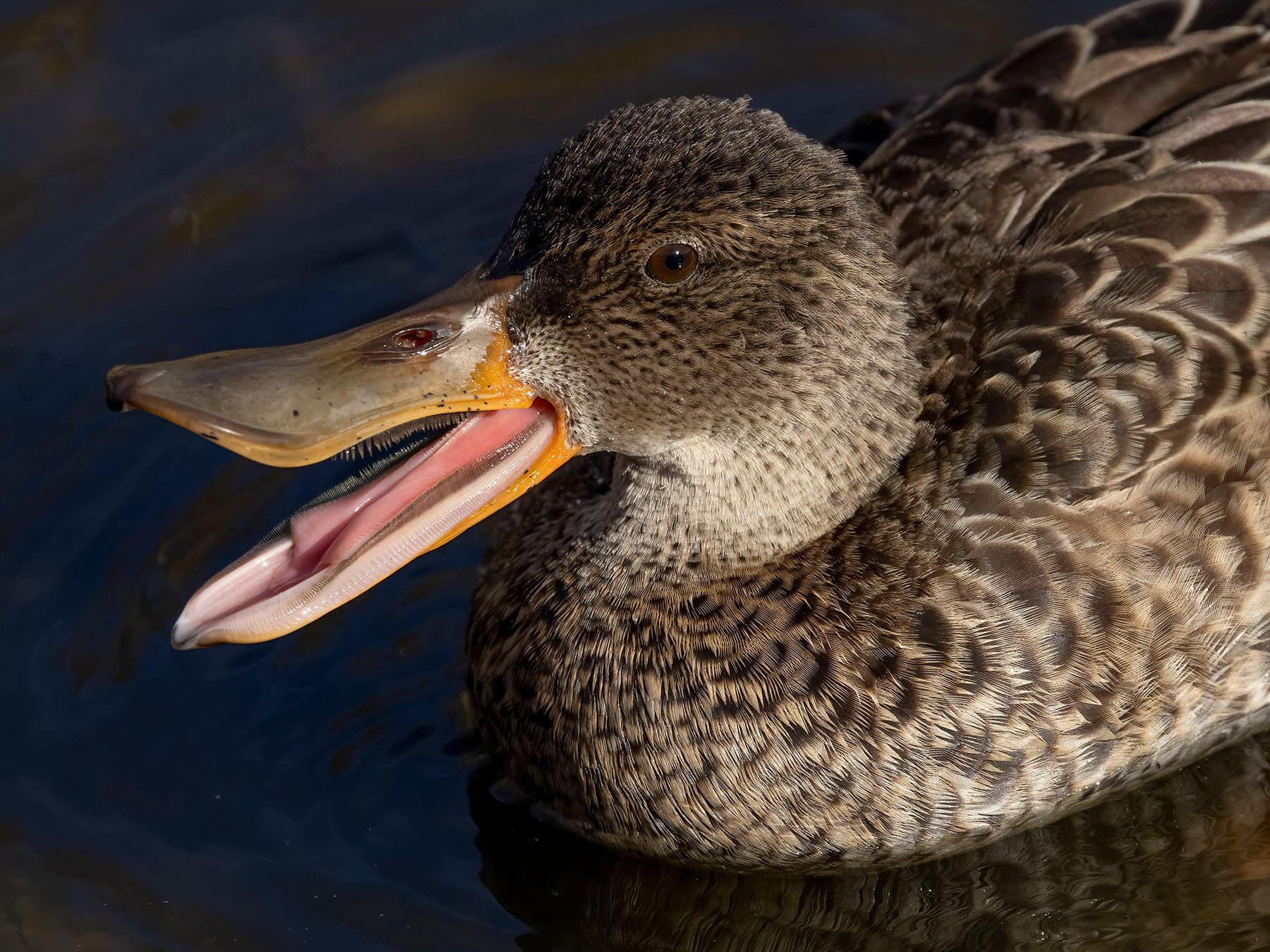 Northern shoveler quack