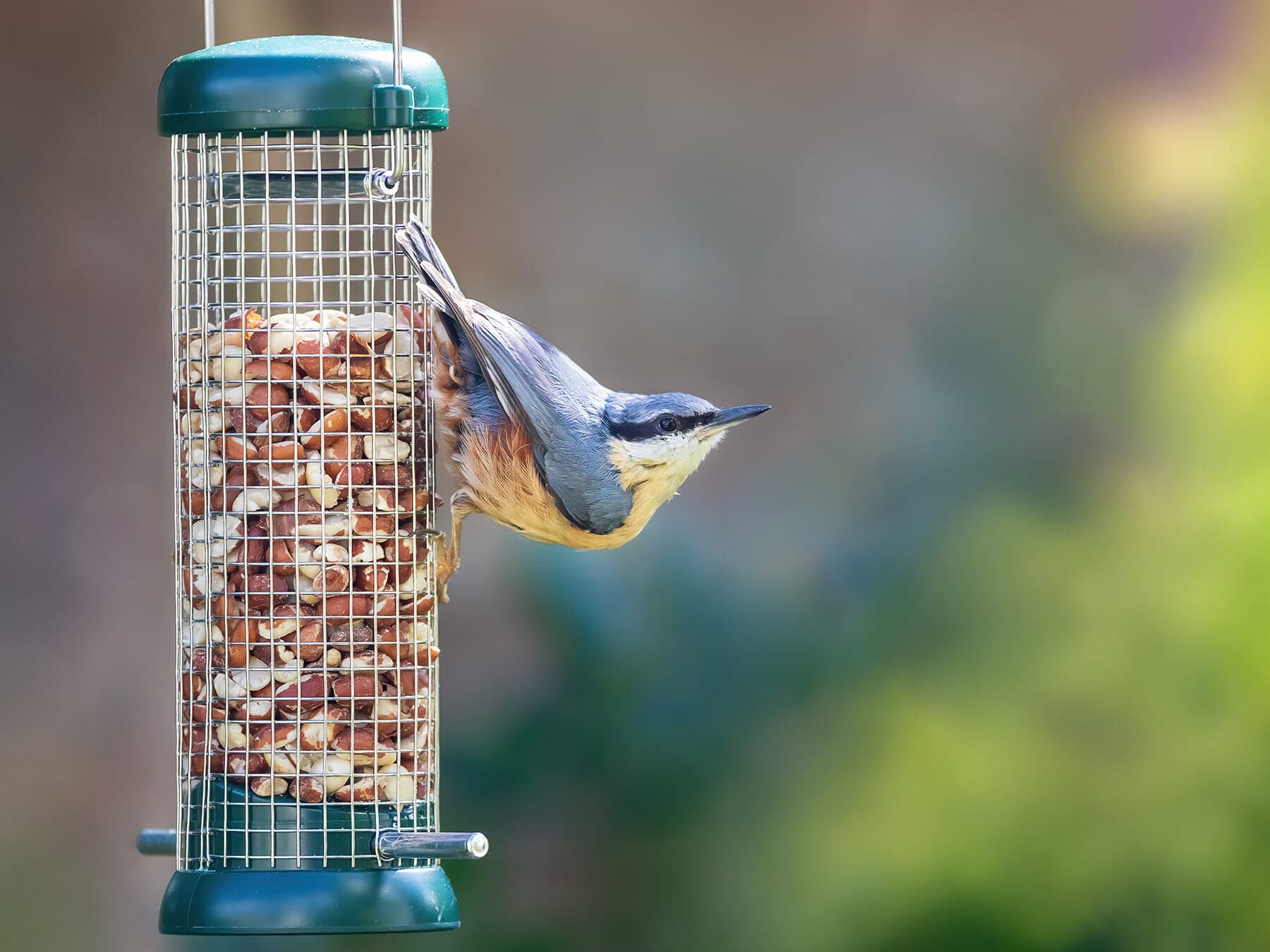 Nuthatch at feeder