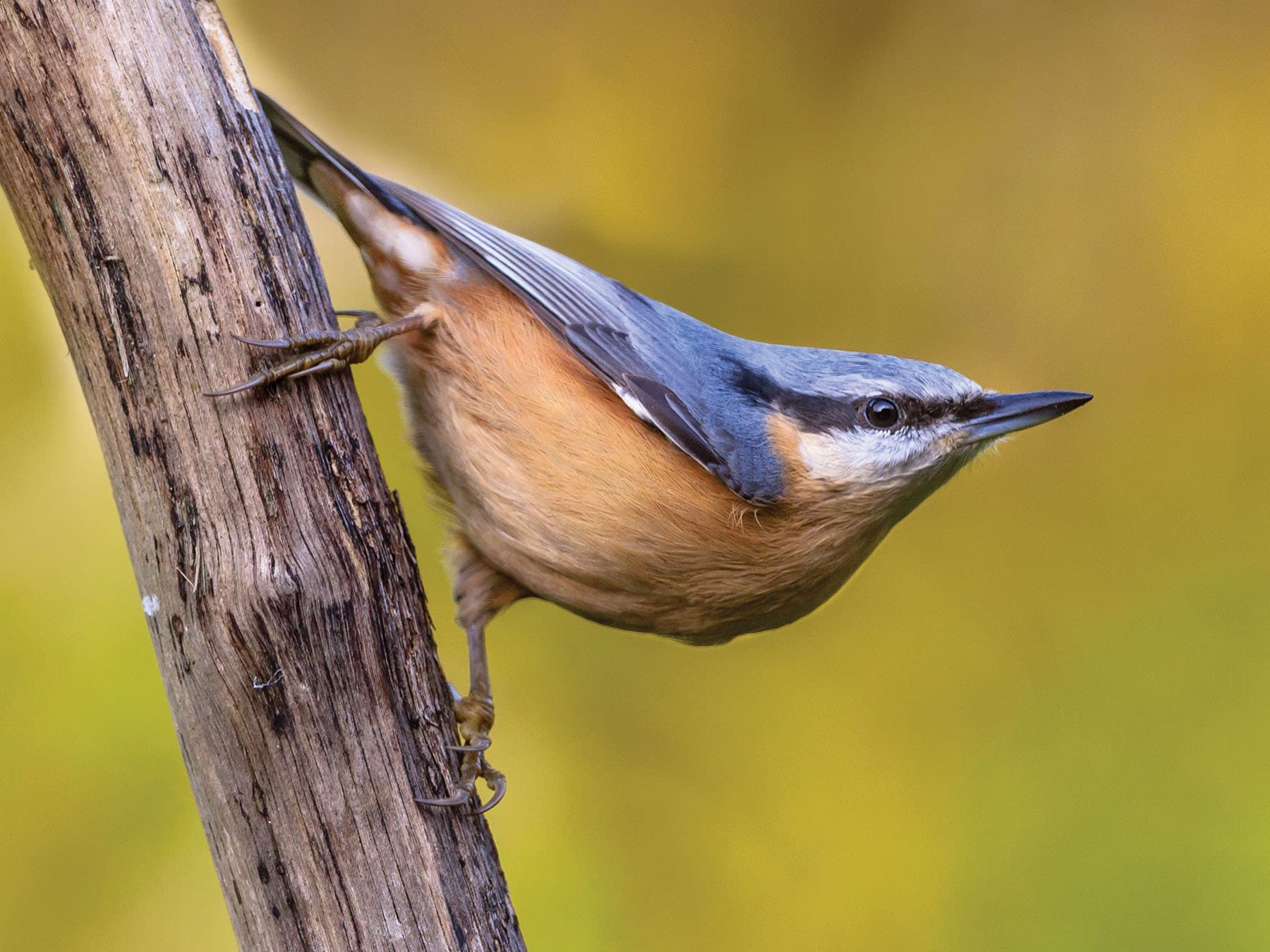 Nuthatches