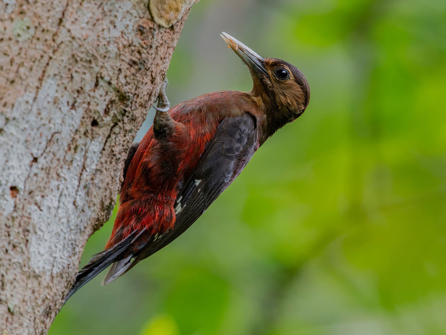 Okinawa woodpecker