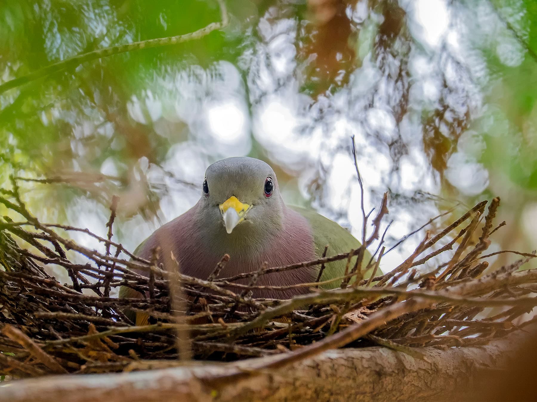 Orange-breasted Green-pigeon sitting on nest