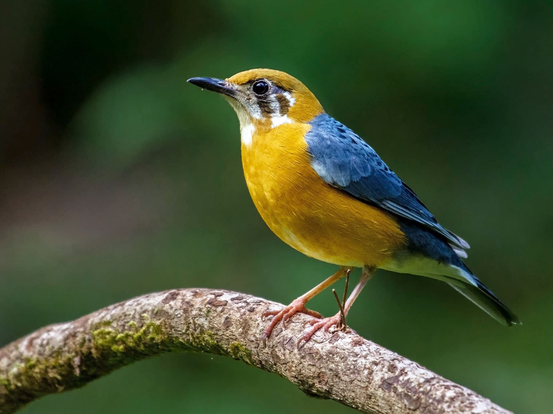 Orange-headed Thrush (white-throated) perched on a branch