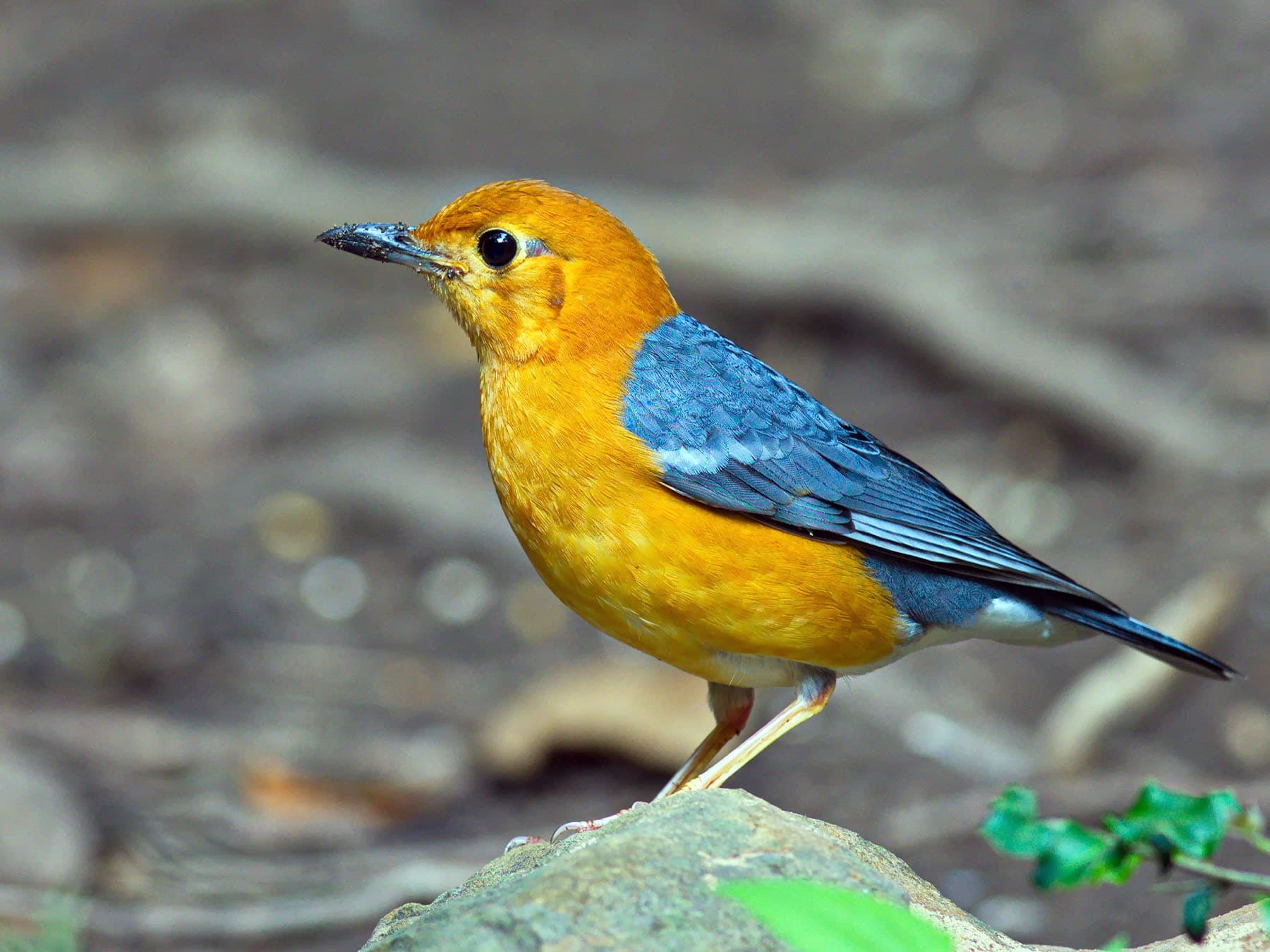 Orange-headed Thrush