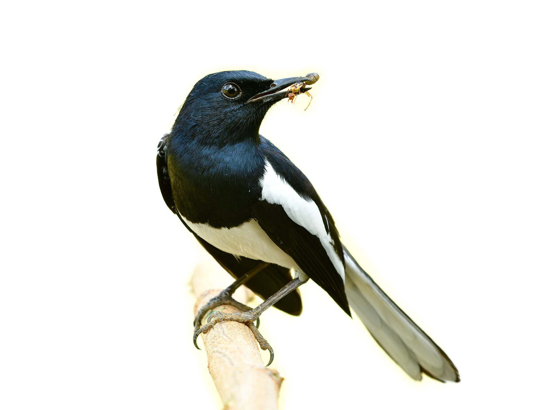 Oriental magpie robin with ant