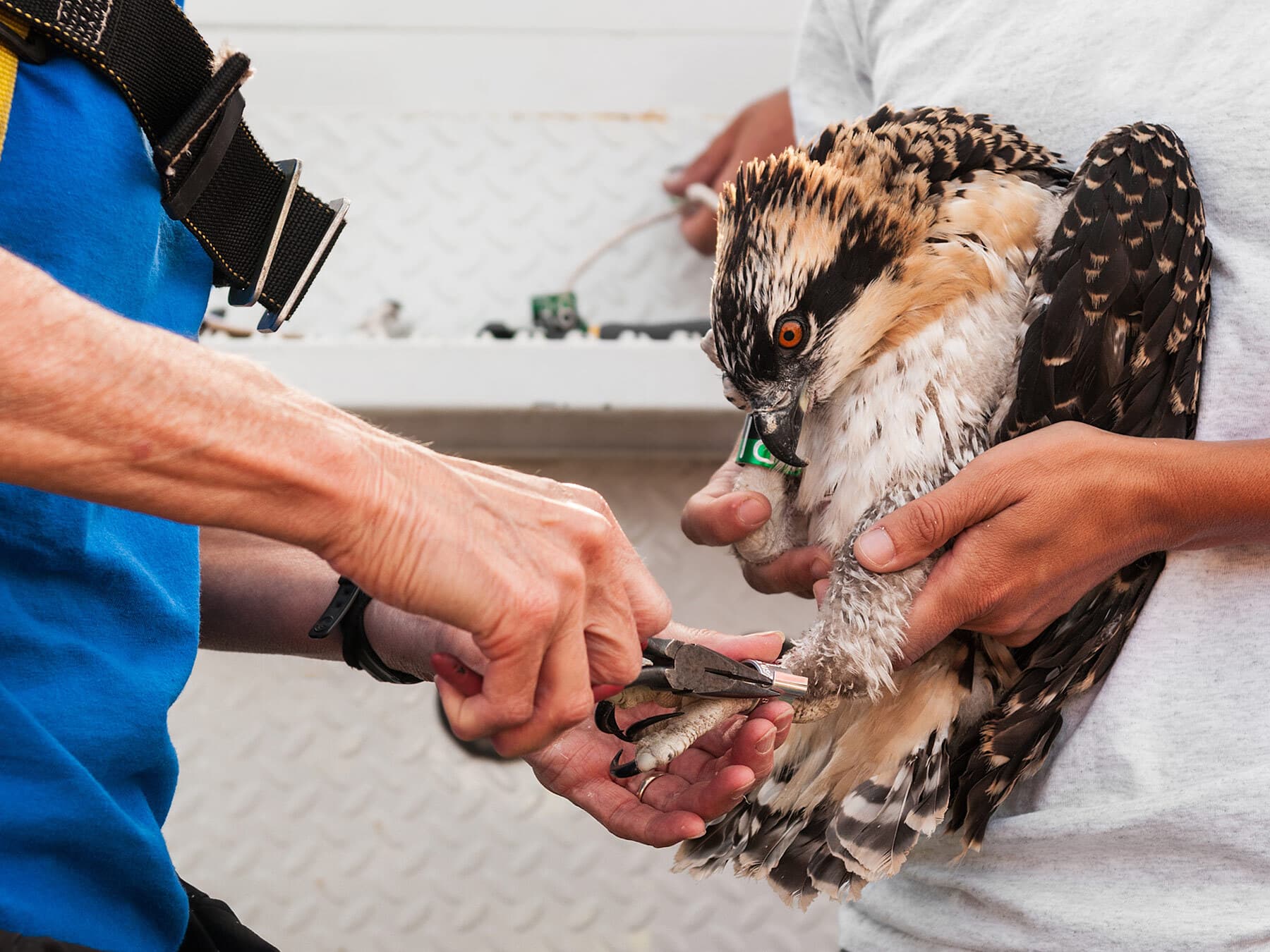 Osprey banded