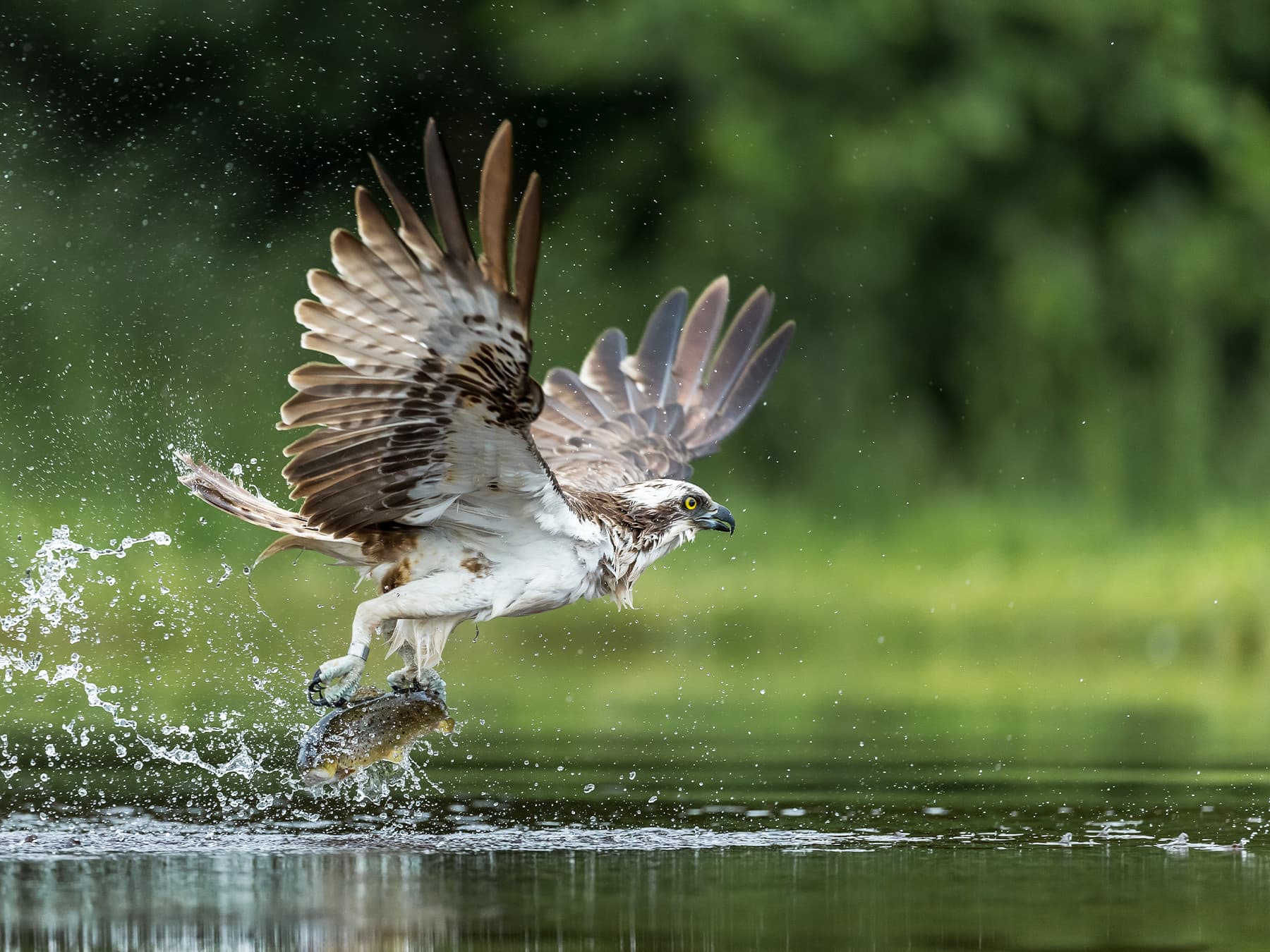 Osprey catching brown trout