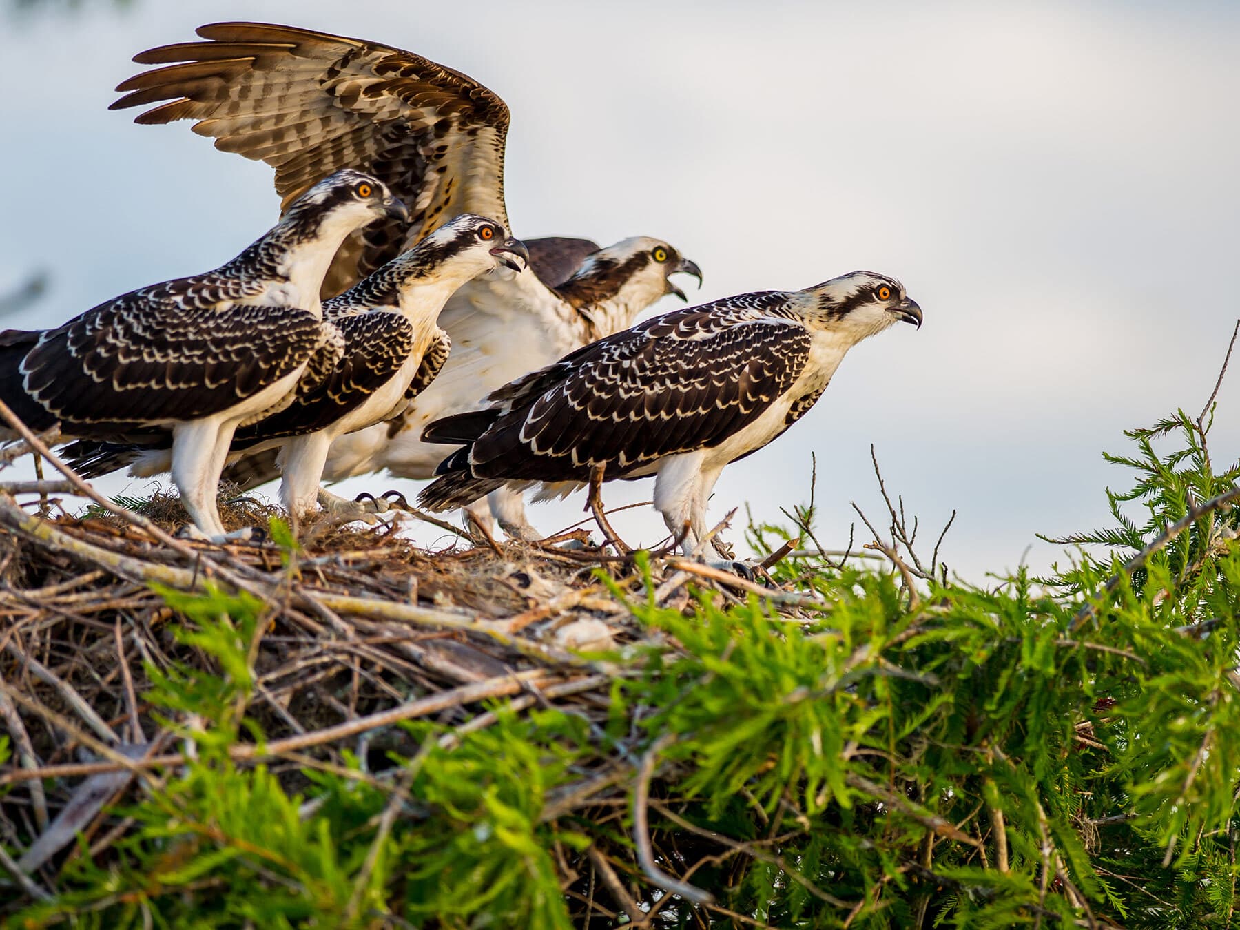 Osprey chicks in nest 1