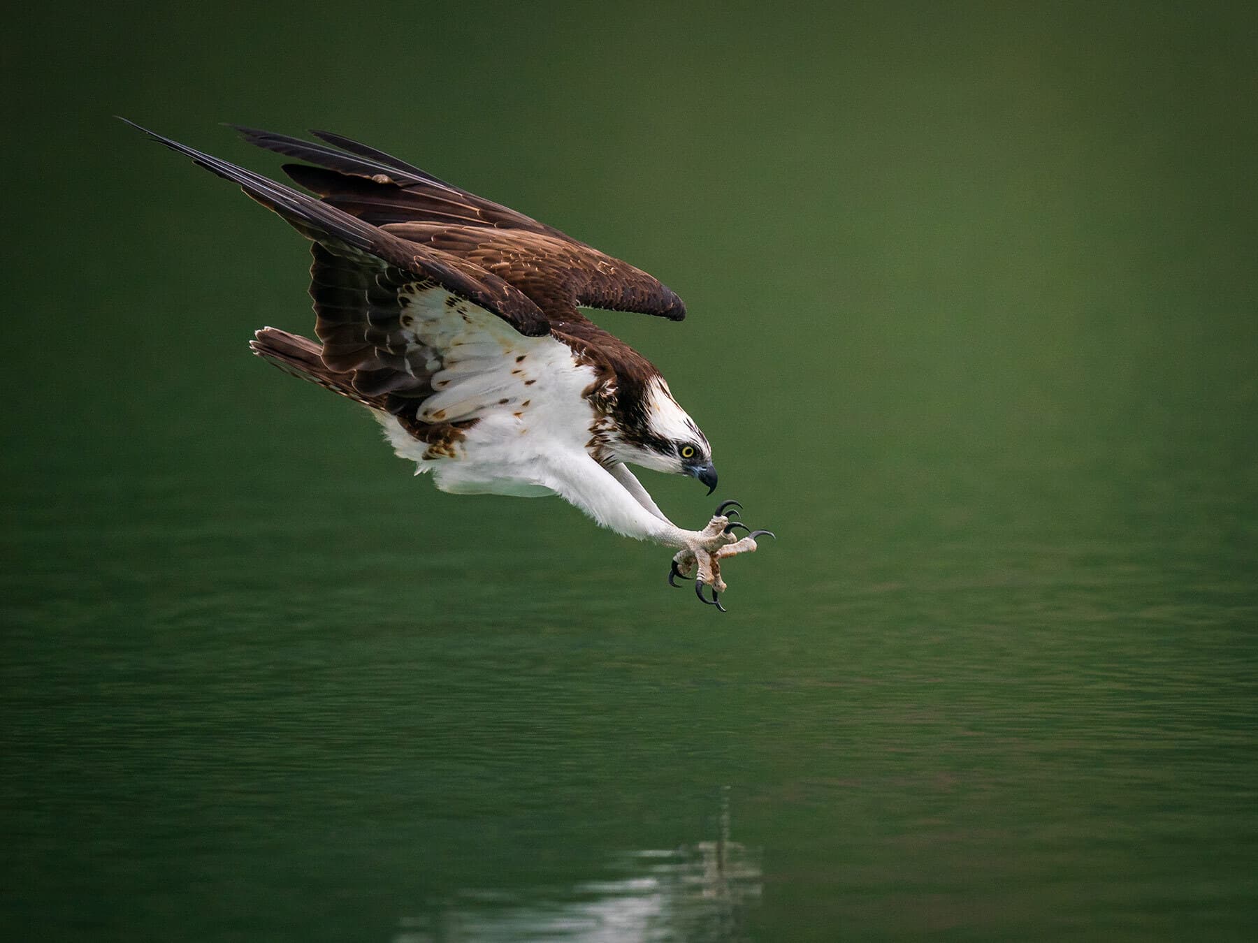 Osprey diving