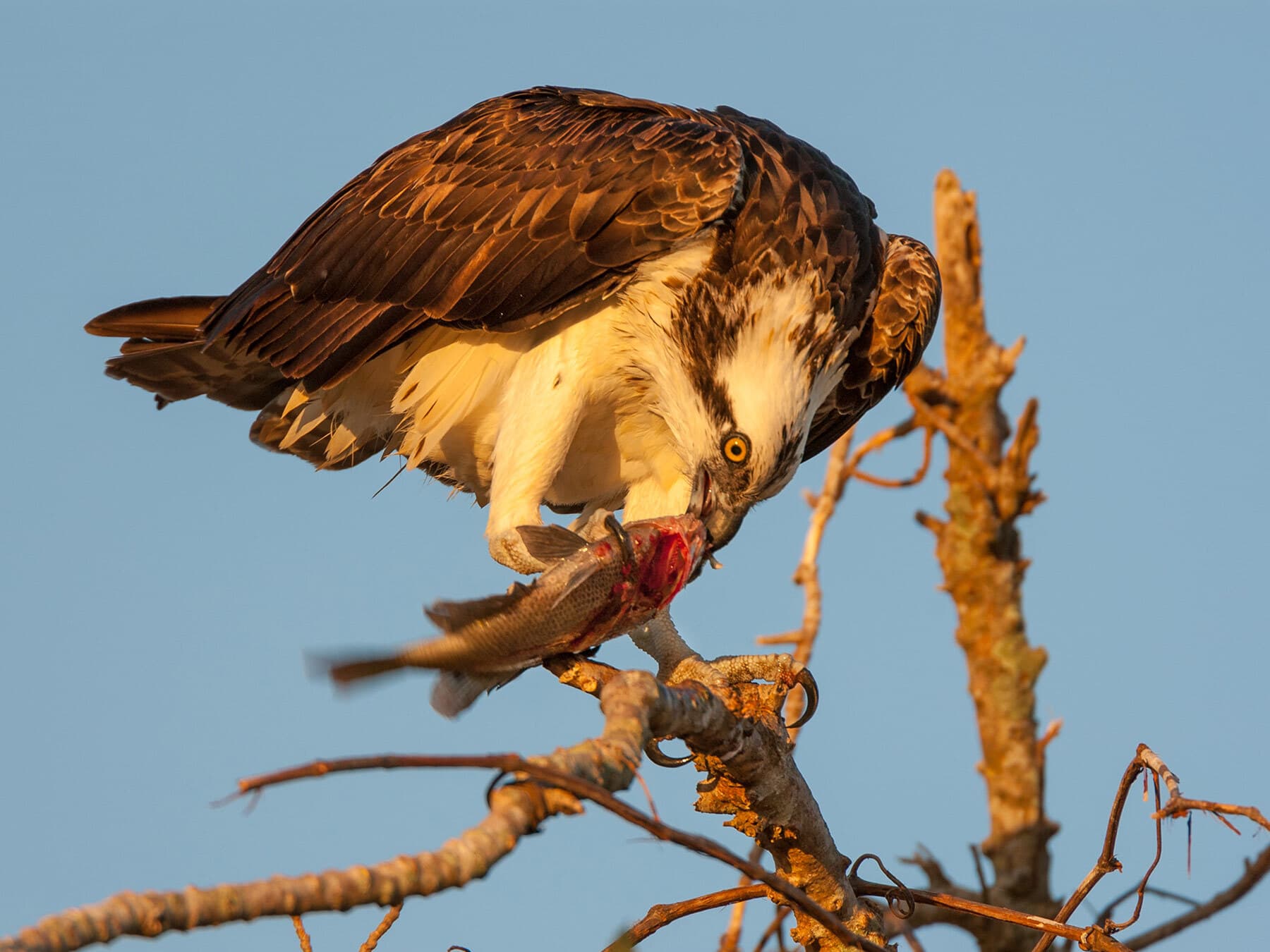 Osprey eating
